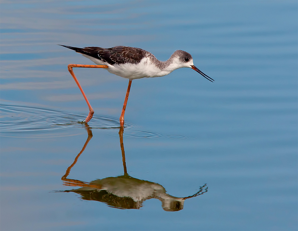Ходулочник -Black-winged stilt