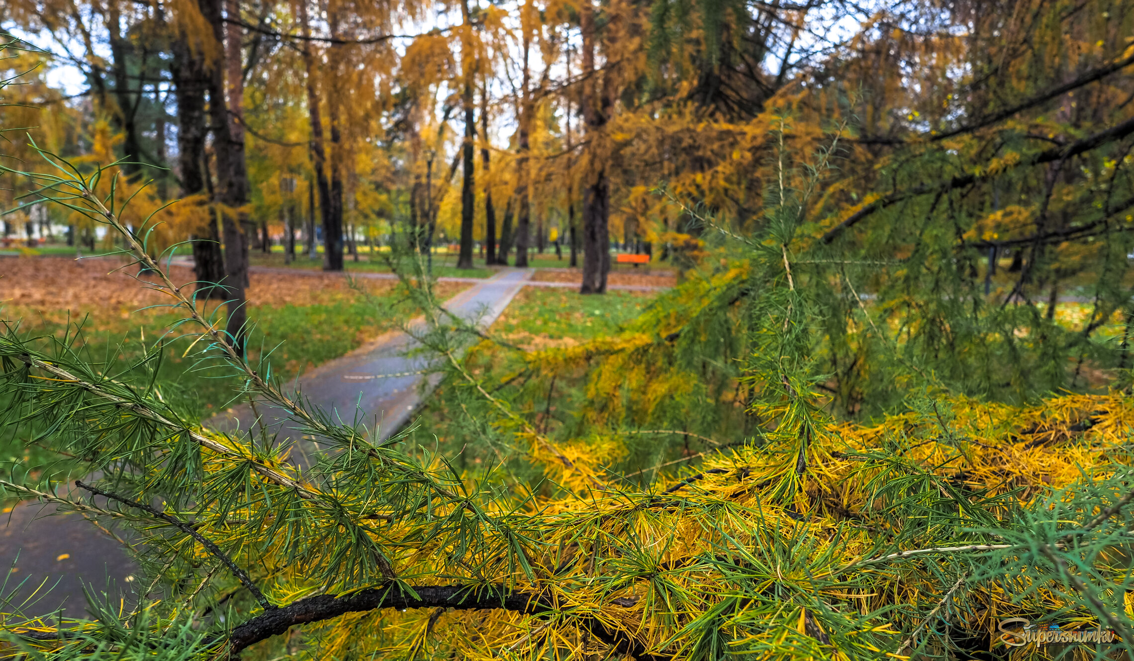 Природа в Городе