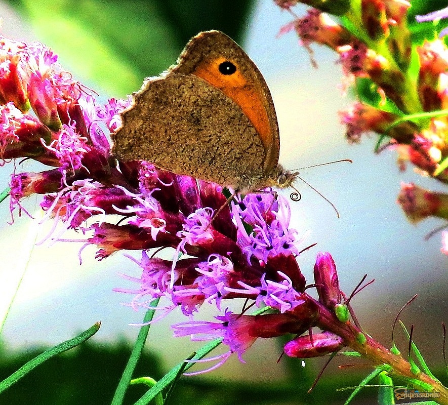 69064fbe8dd51881a3594932