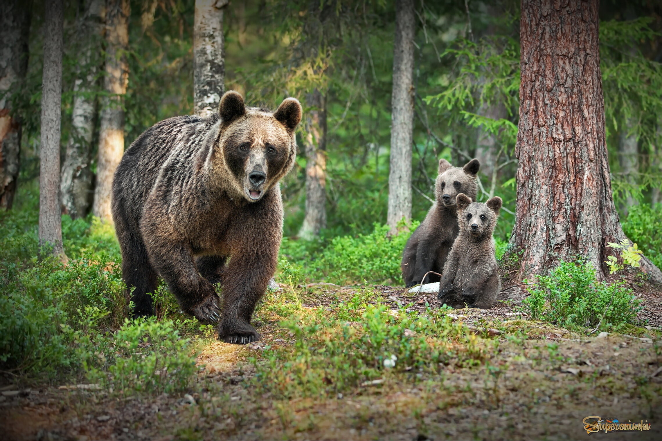 Ближе не подходи!