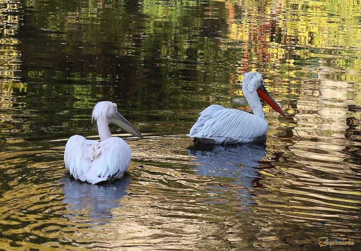 Осенние картинки