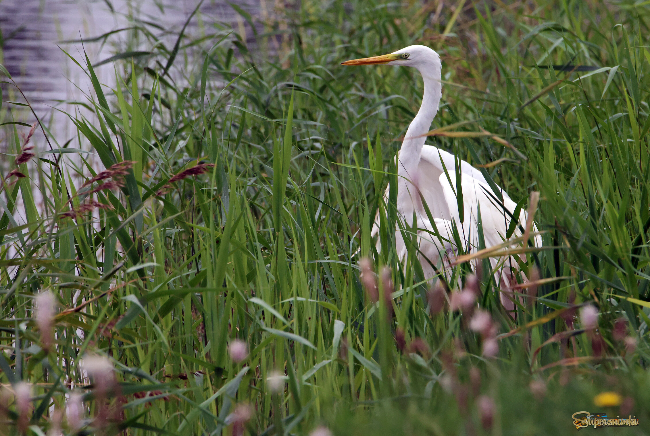 Белая цапля.