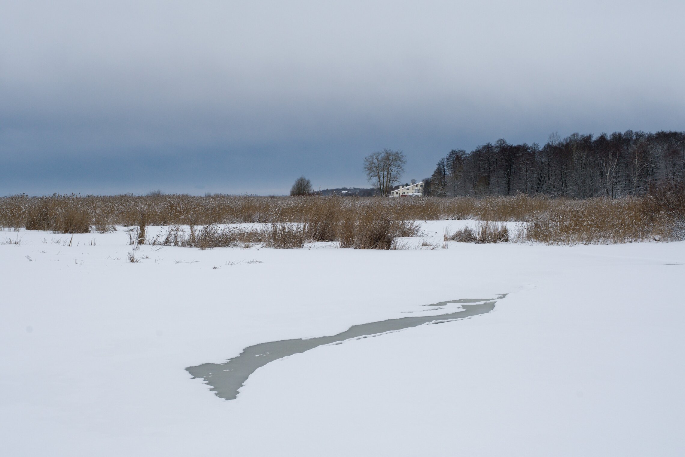 Пейзаж с камышом и тучей