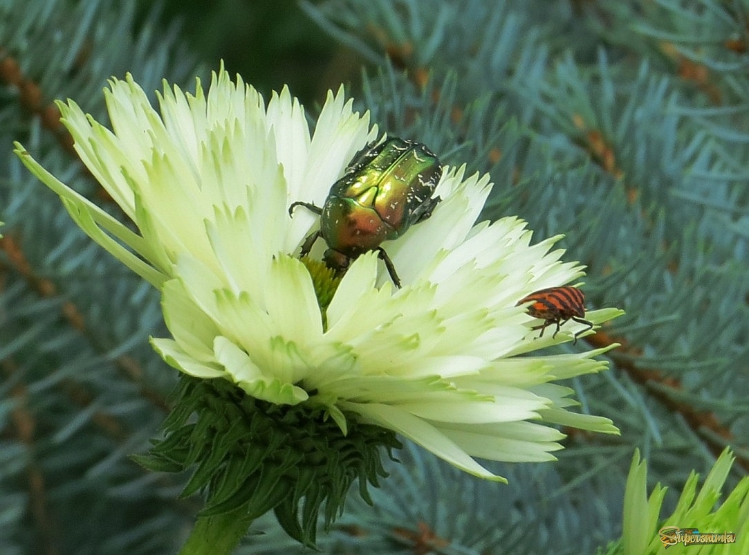 6906501dbb2c9a0ffe594937