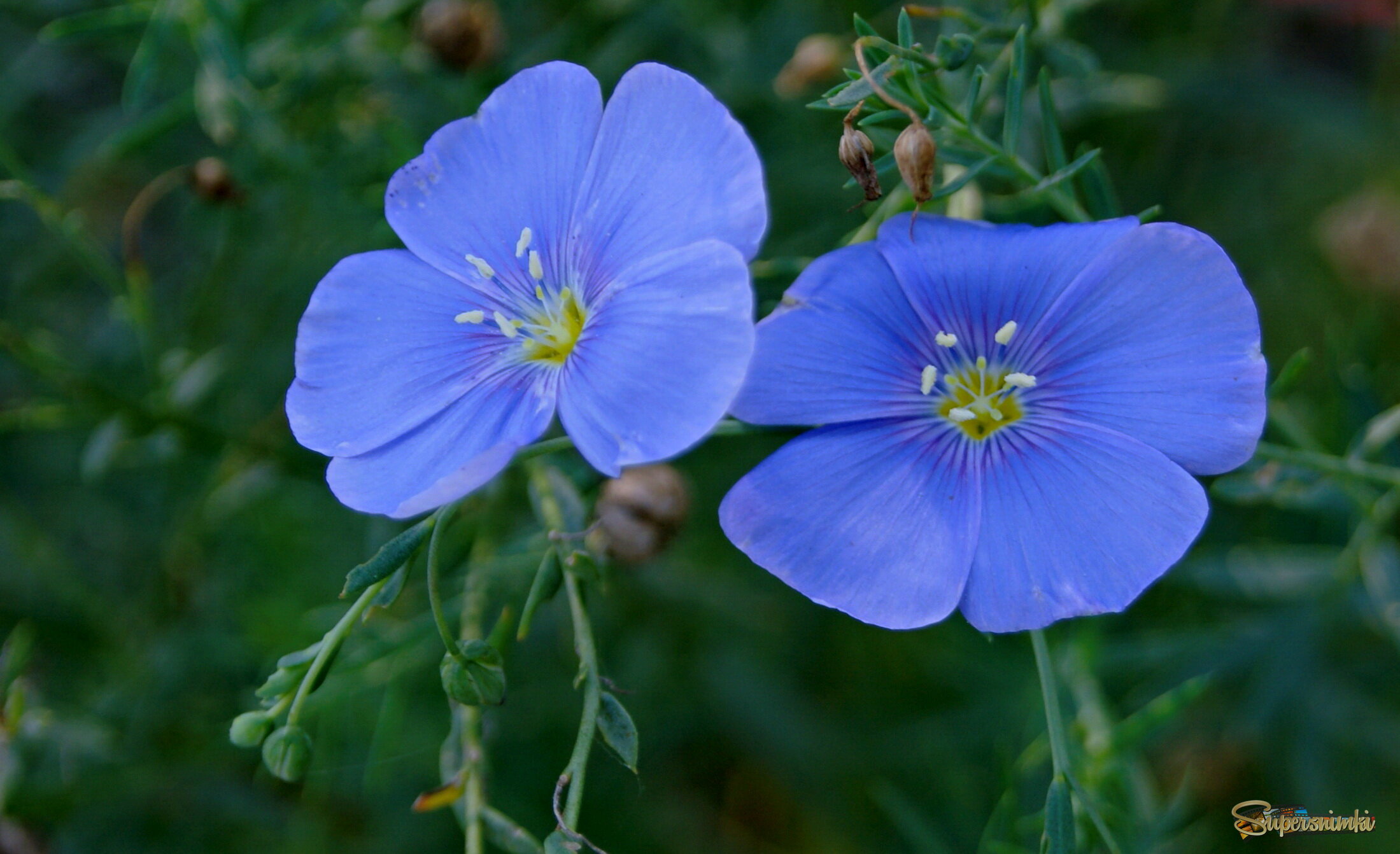 Цветочек,цвета неба голубого.