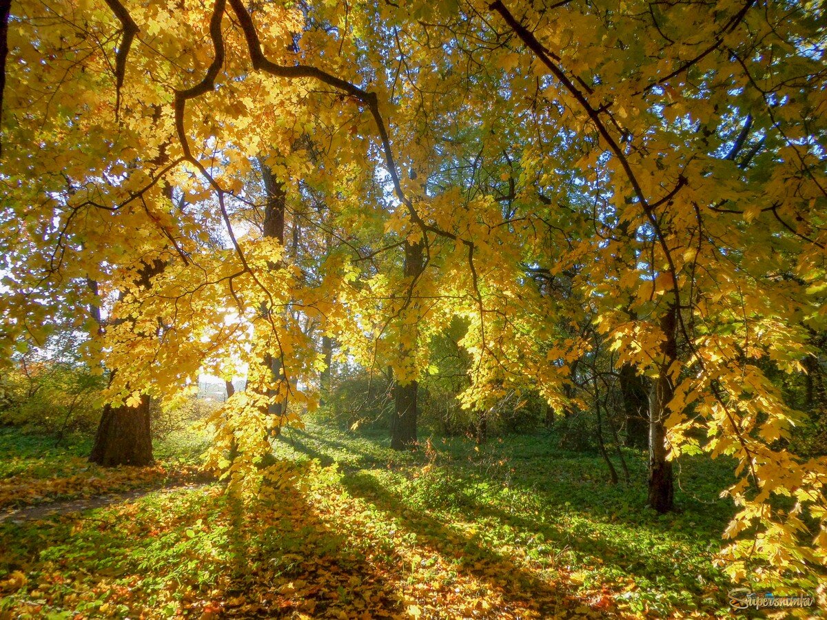 Утро в саду.......