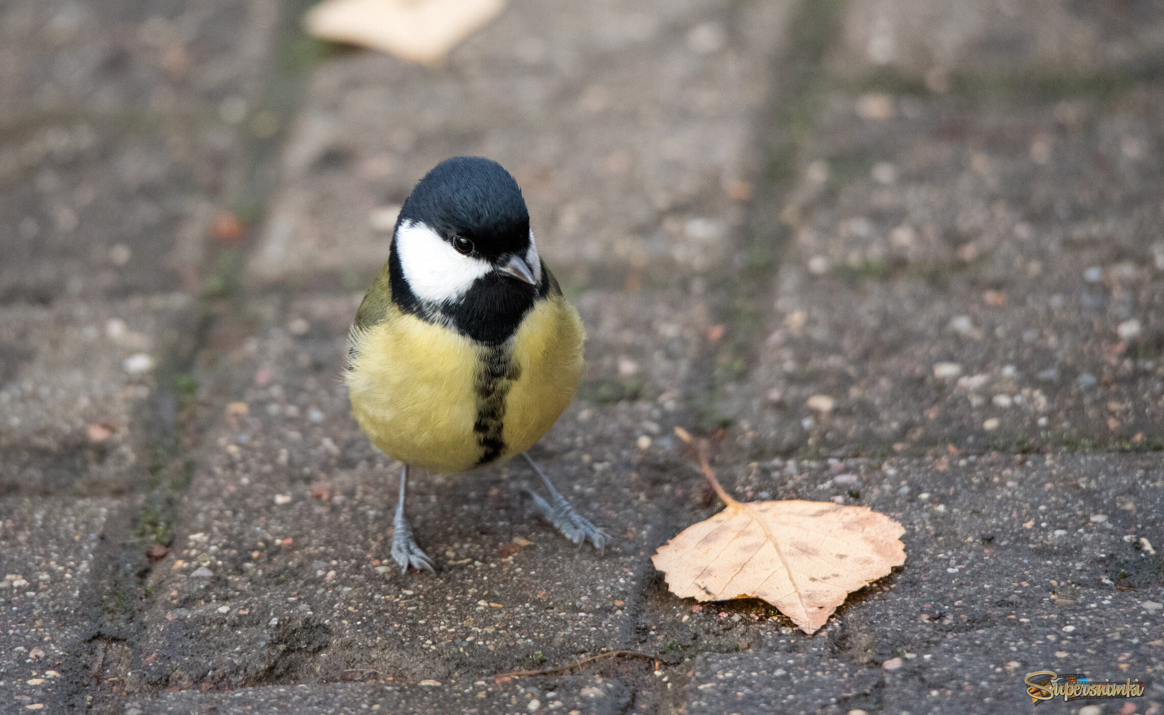 "Что это? Уже осень?"