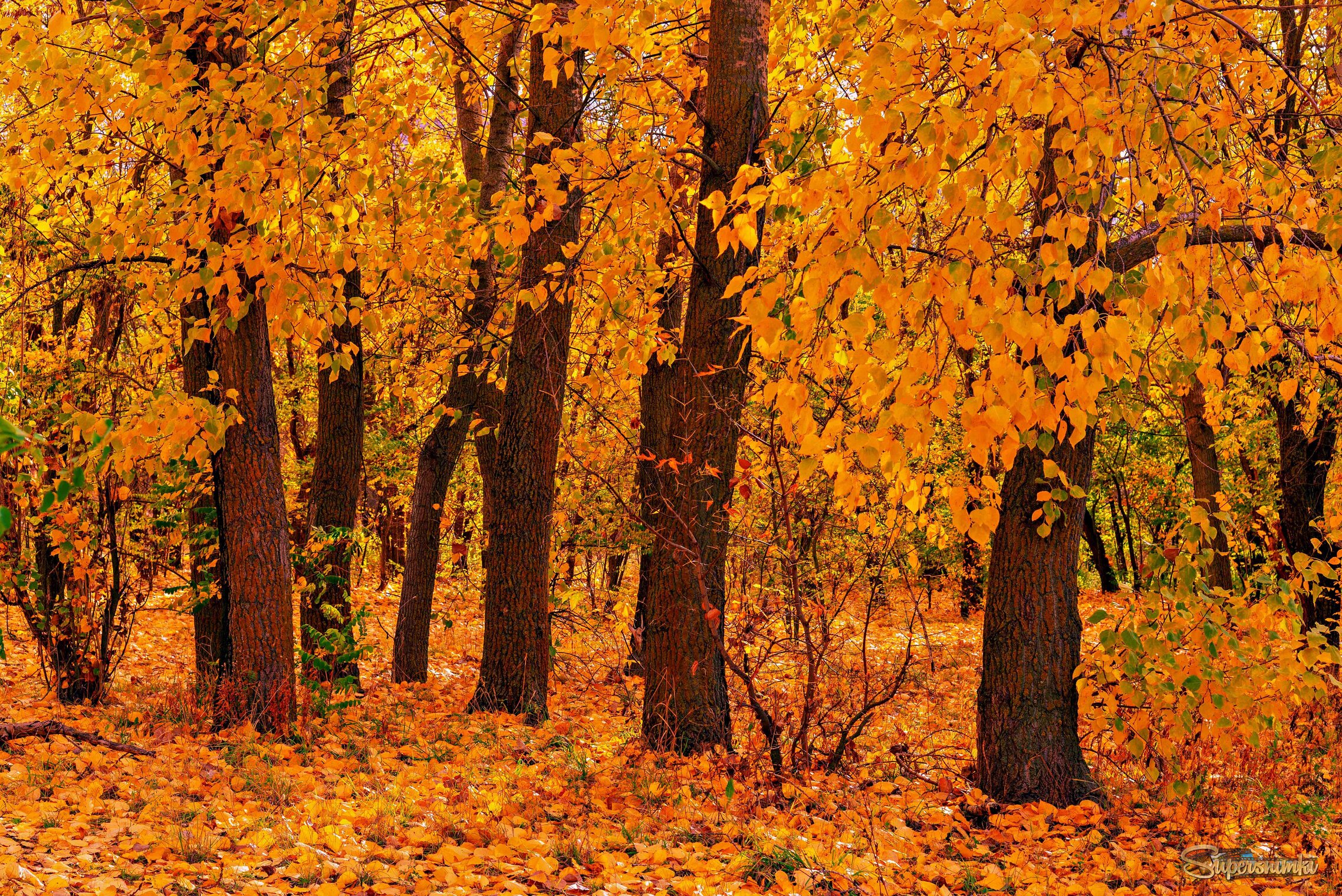 Желто-рыжий листопад нас разлучает с теплым летом.