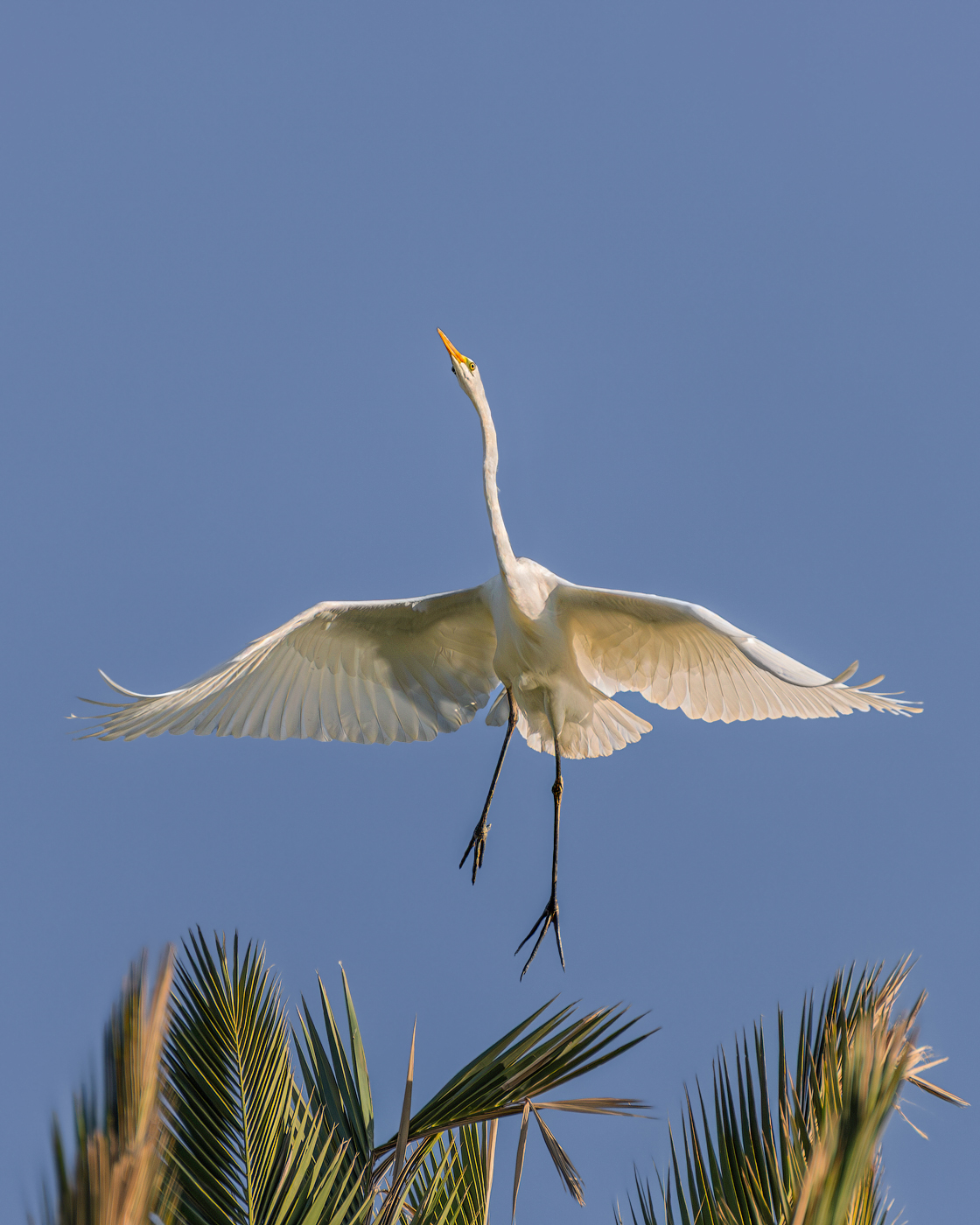 Старт с пальмы :)