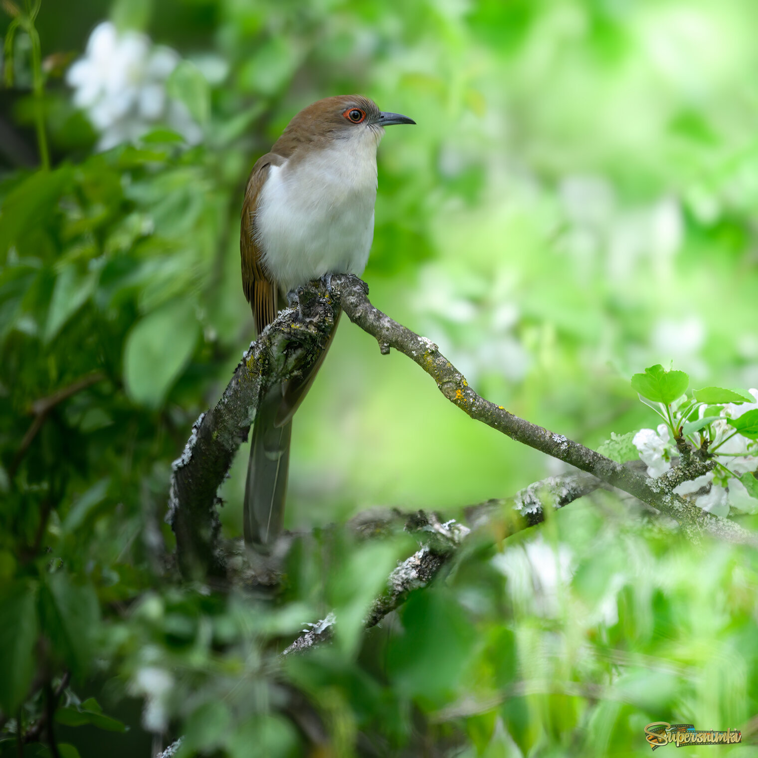 Black-billed cuckoo