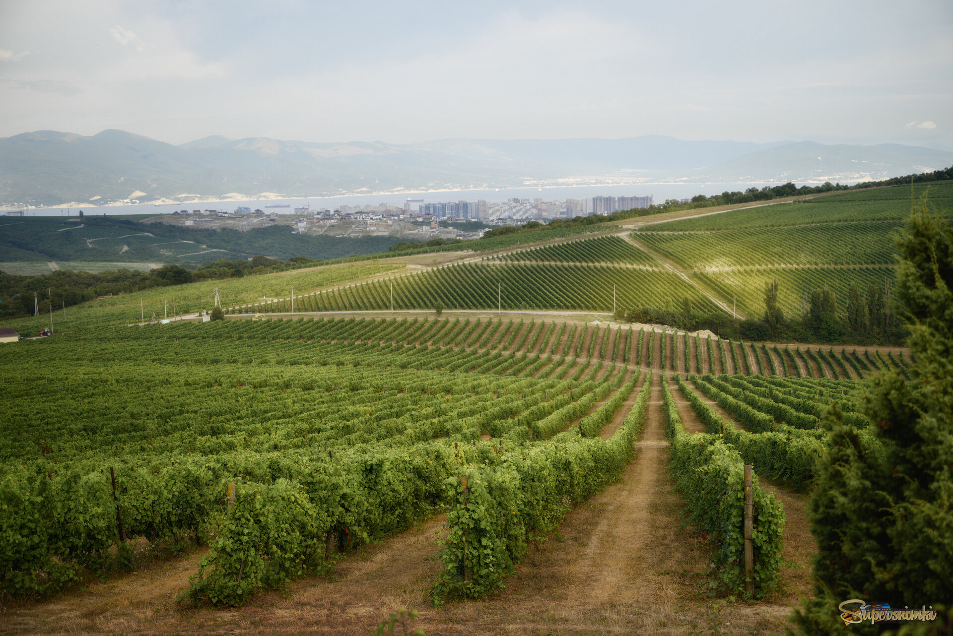Виноградники восточного склона