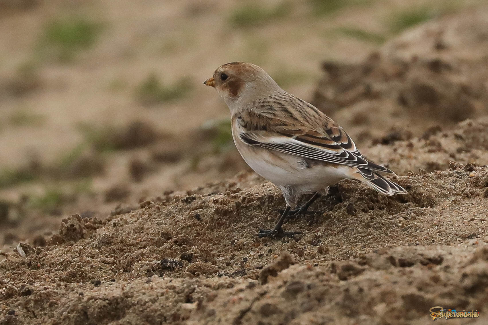 Что там вдали?