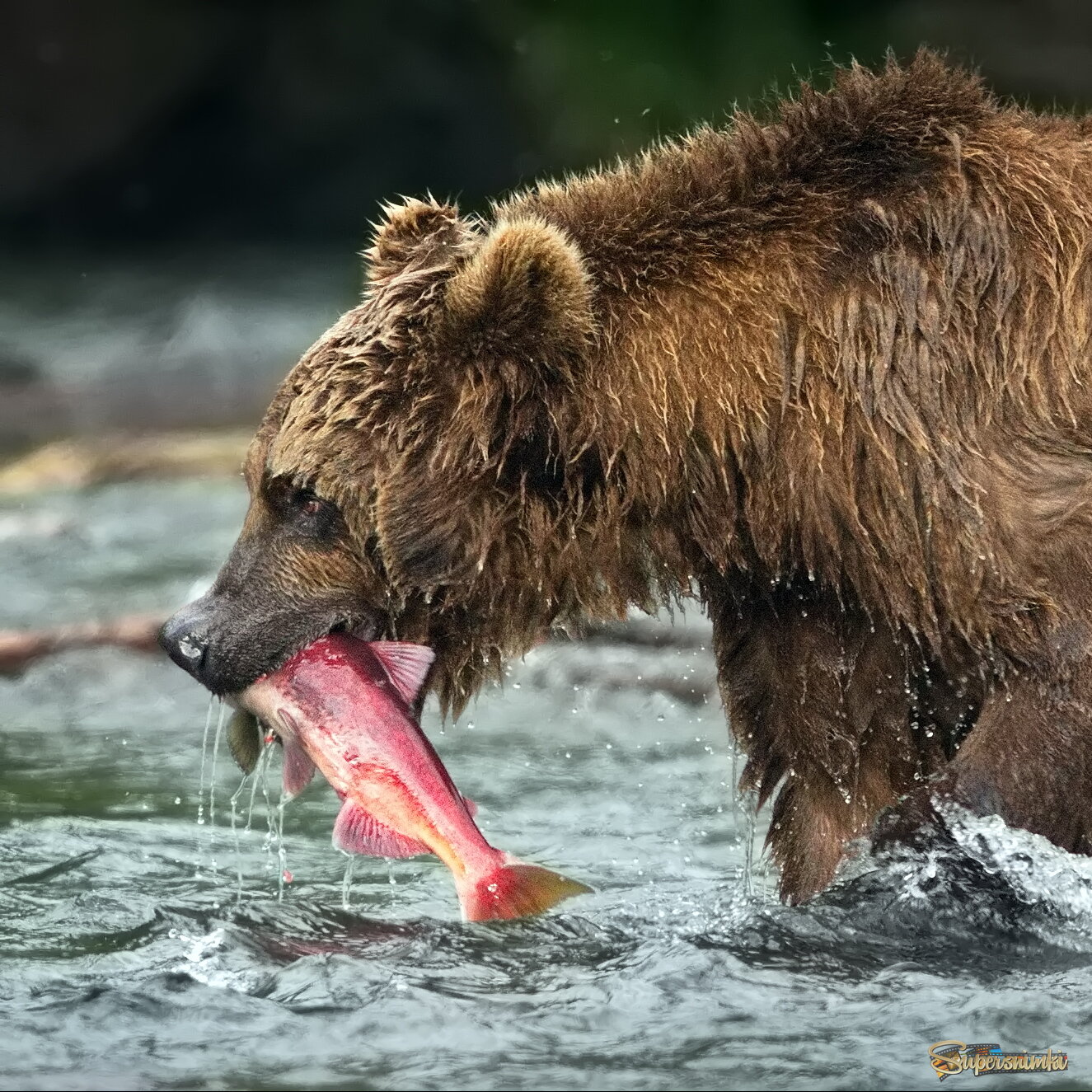 Счастливый мишка
