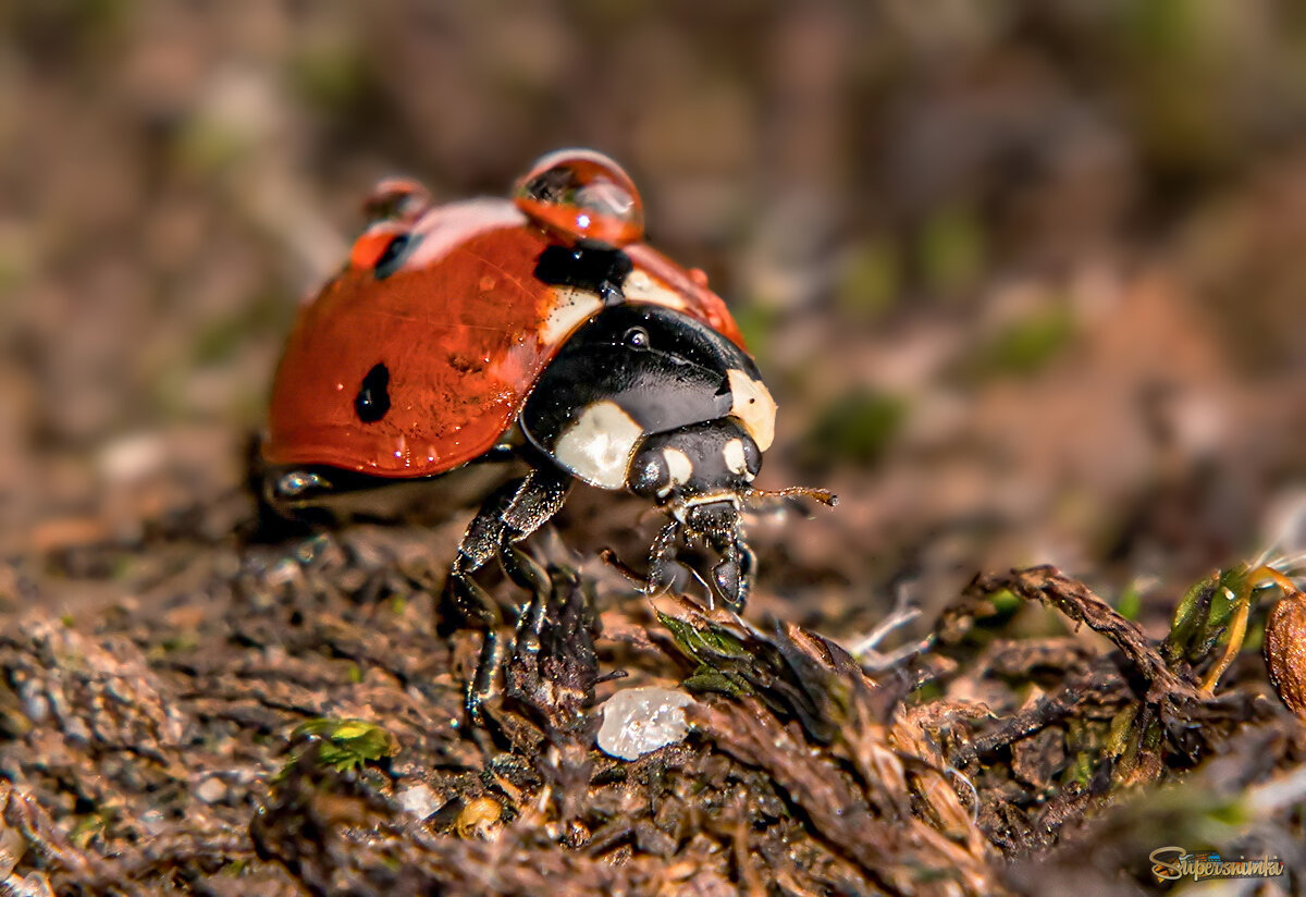 божья коровка