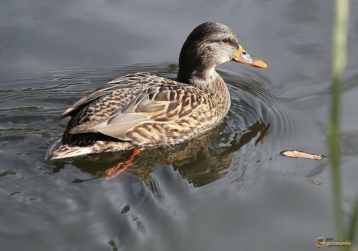 Осенняя уточка