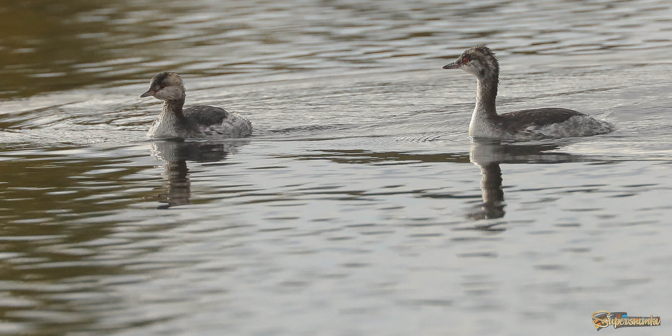 Любовь с первого взгляда