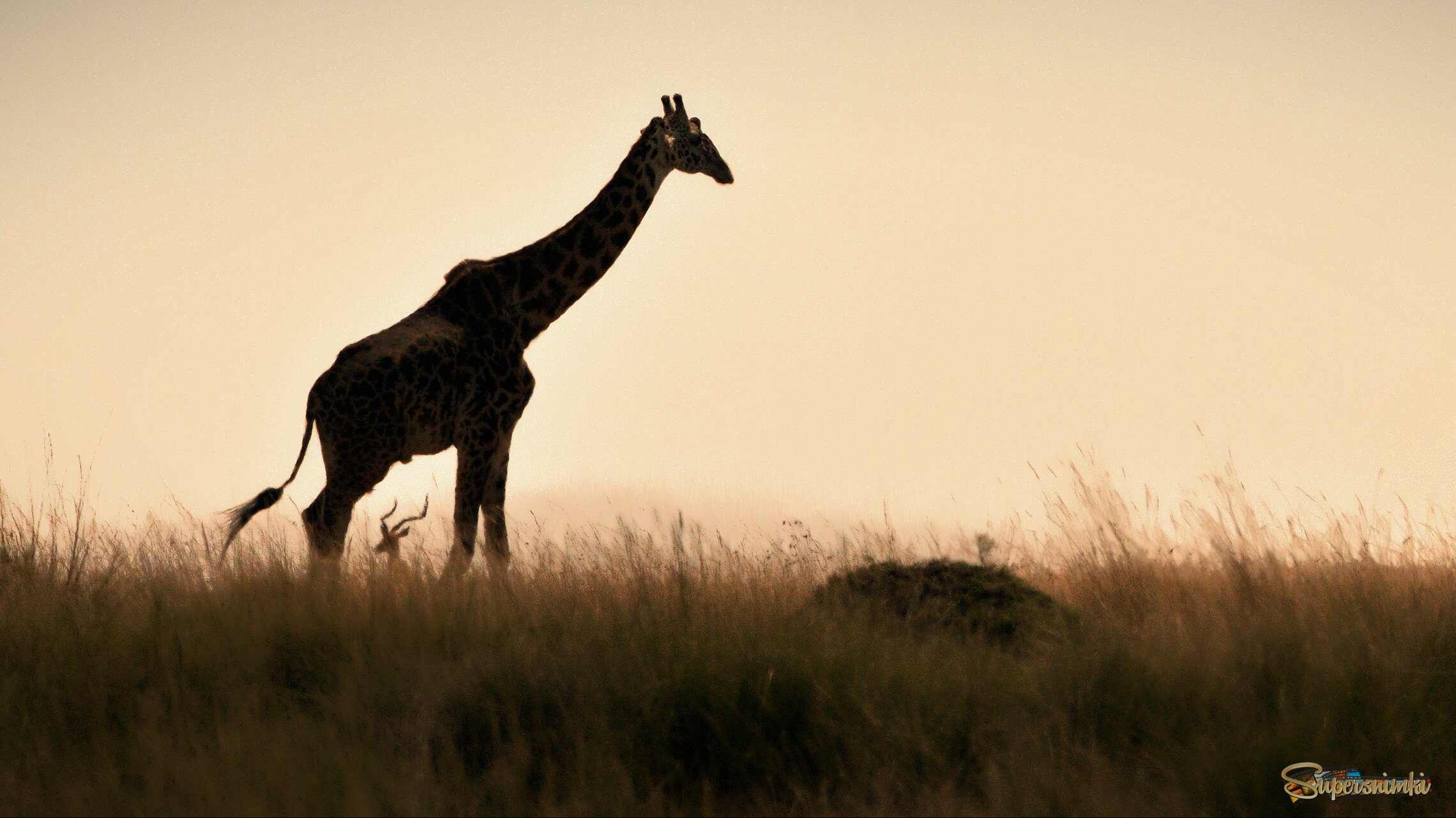 Рожки между ножками