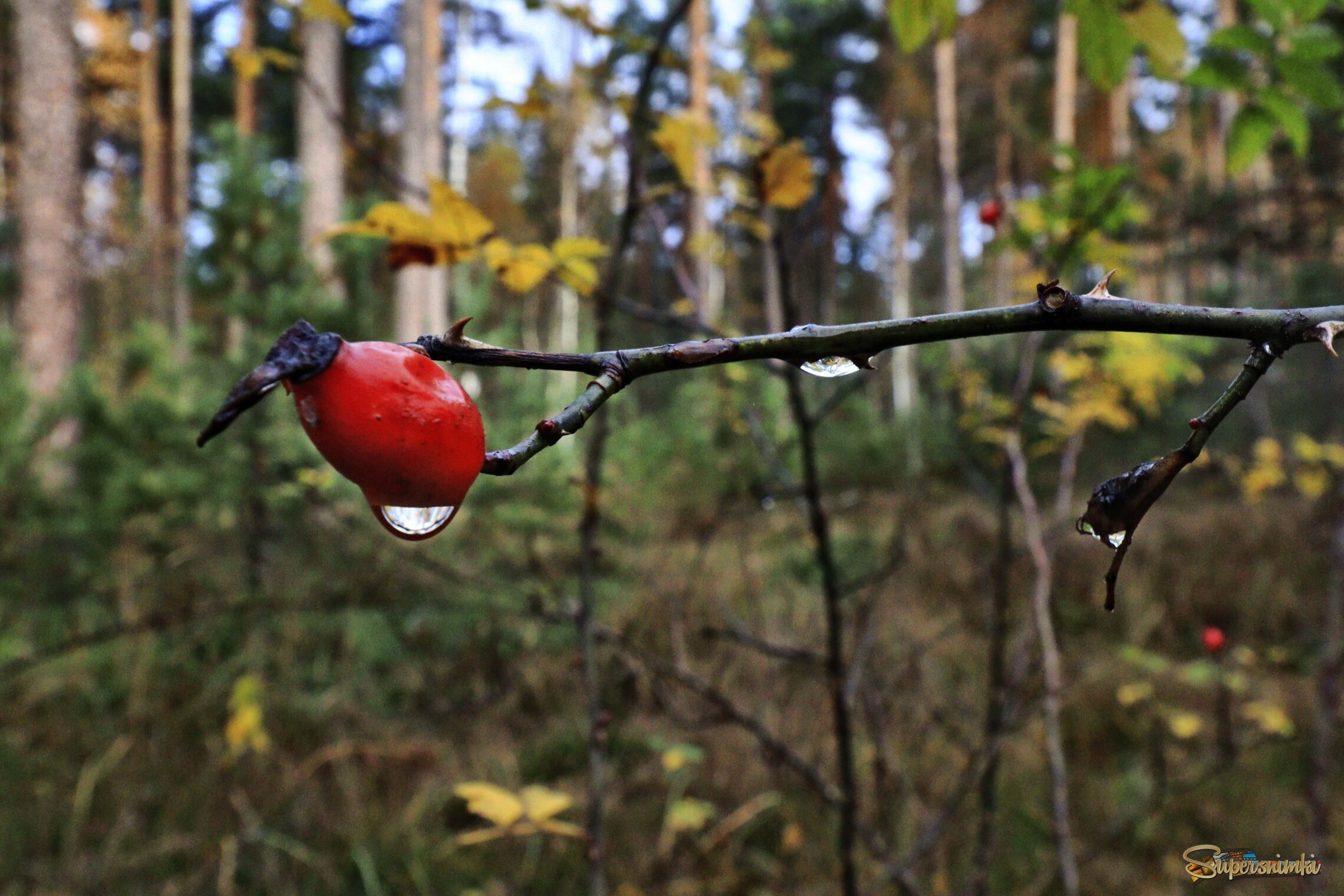 690a0336870bc6507e09687d