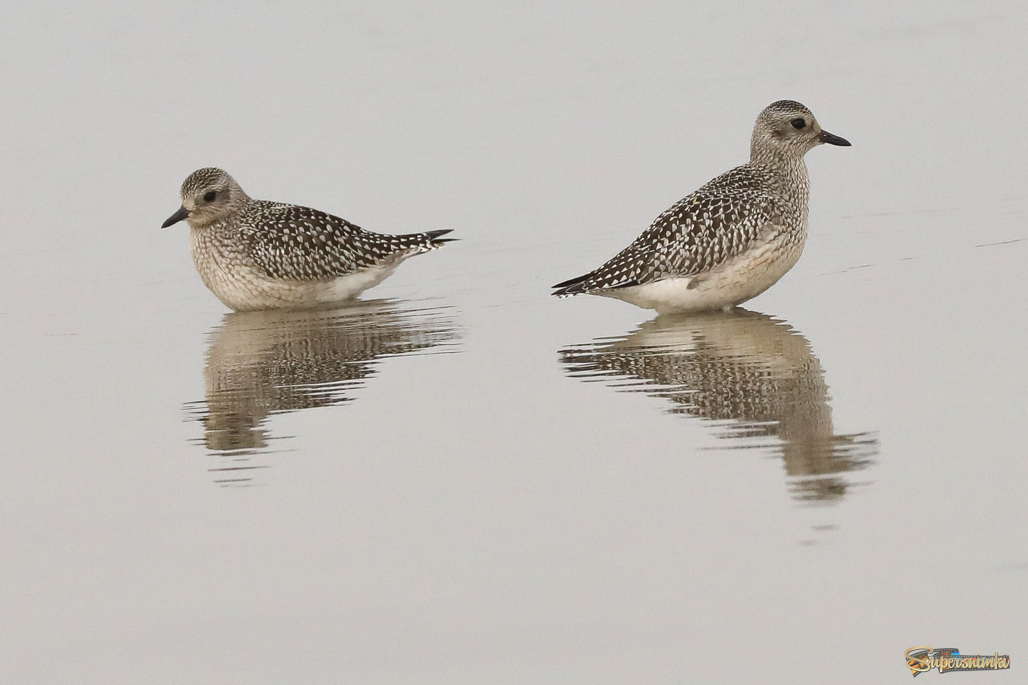 Минимализм на воде