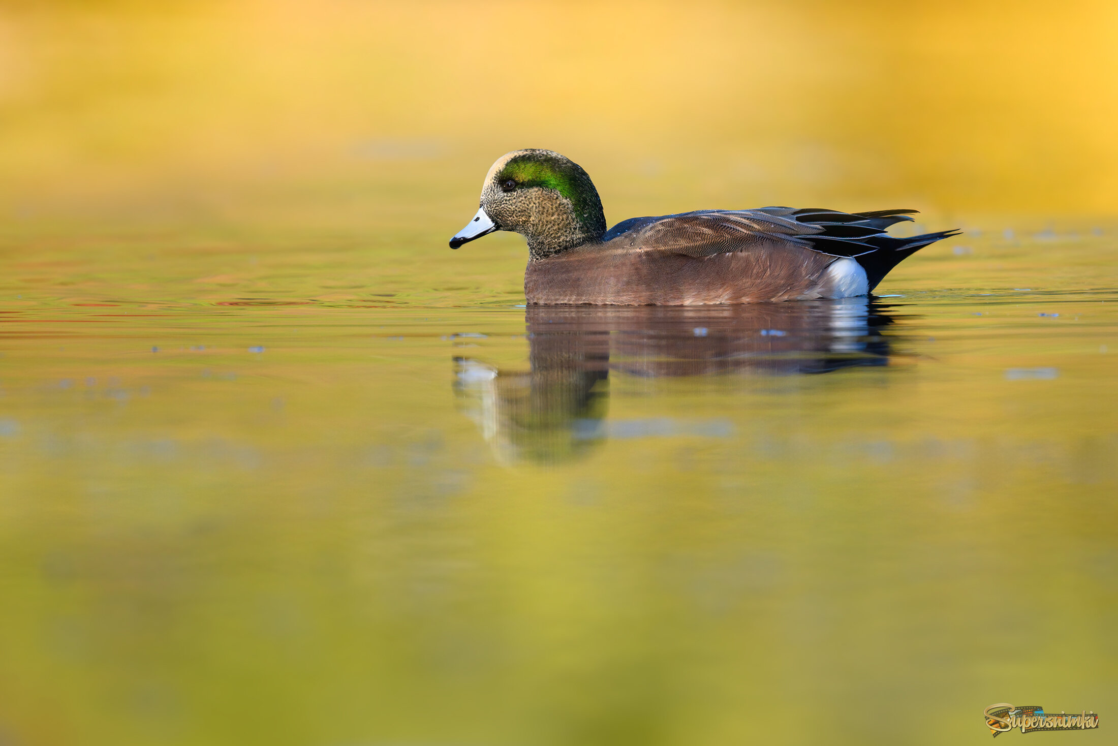 American wigeon (m)