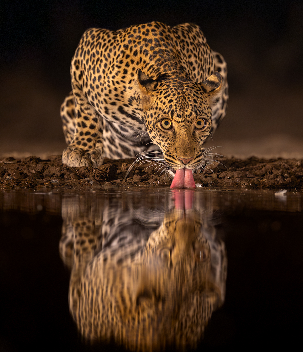 Как напоить кота