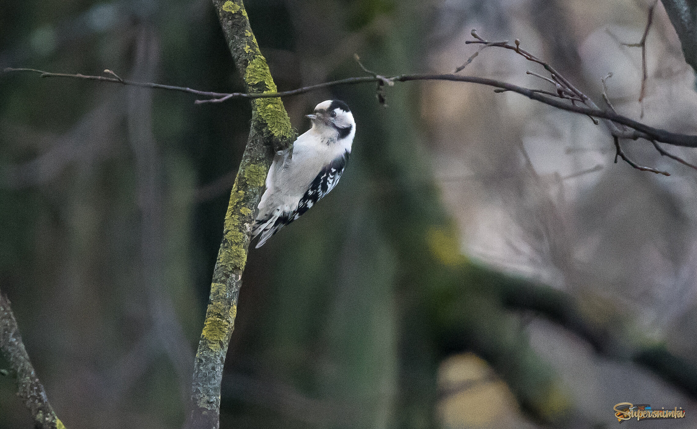 Малый пестрый дятел.