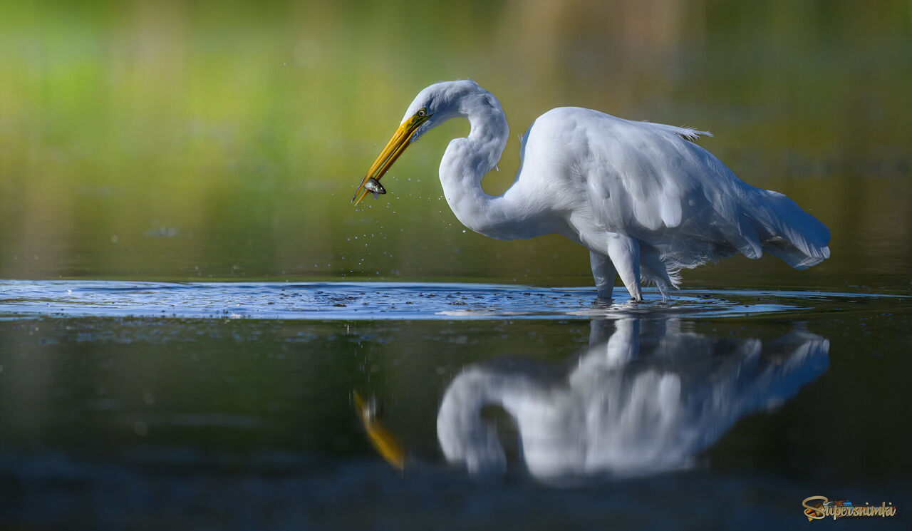 Great egret