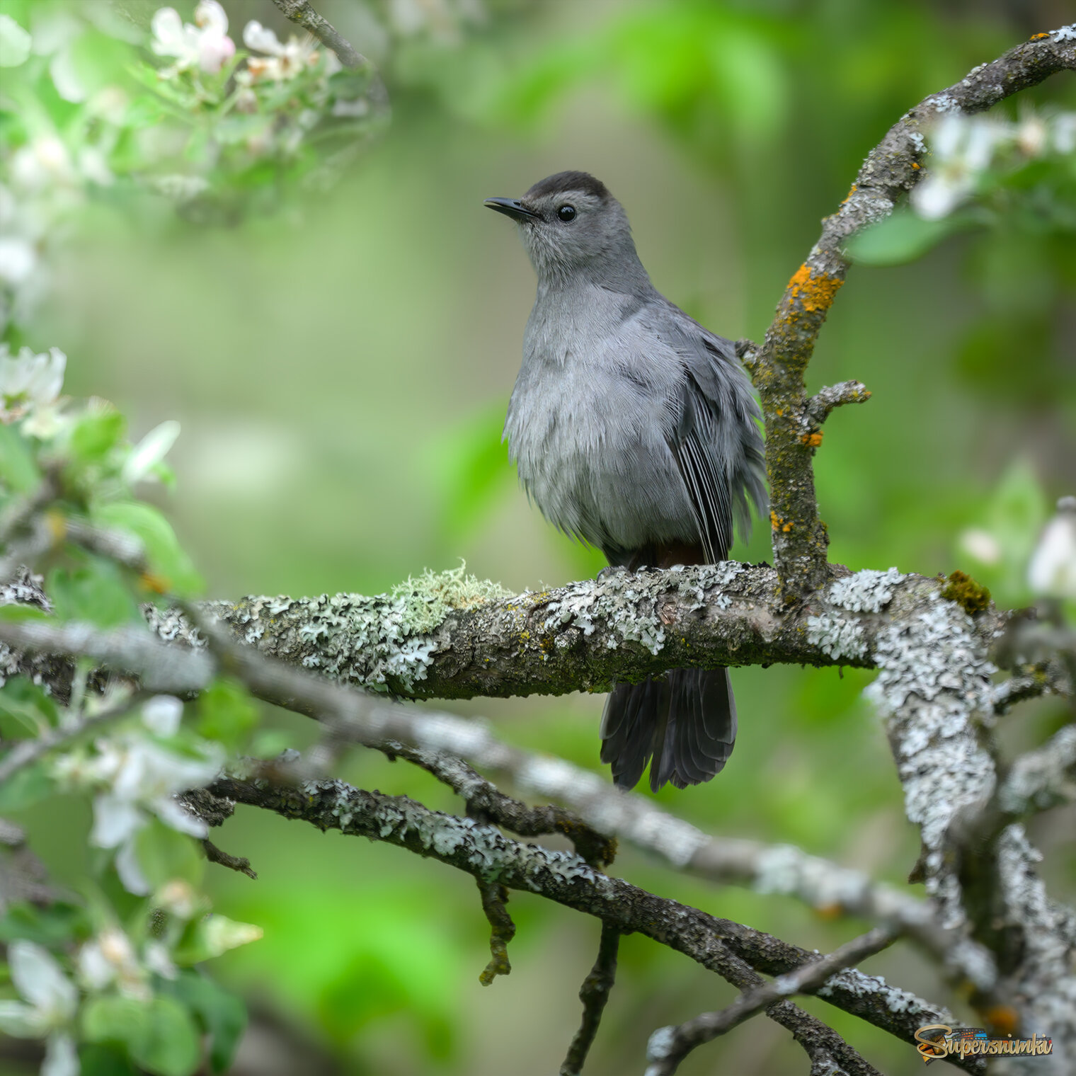 Gray catbird
