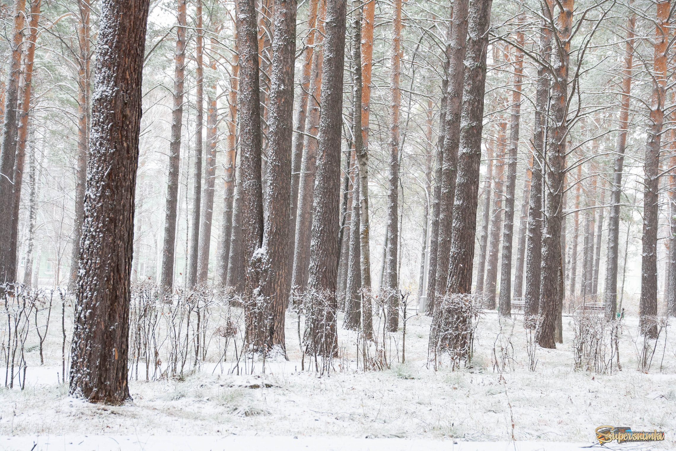 Ноябрь. Начало зимы.