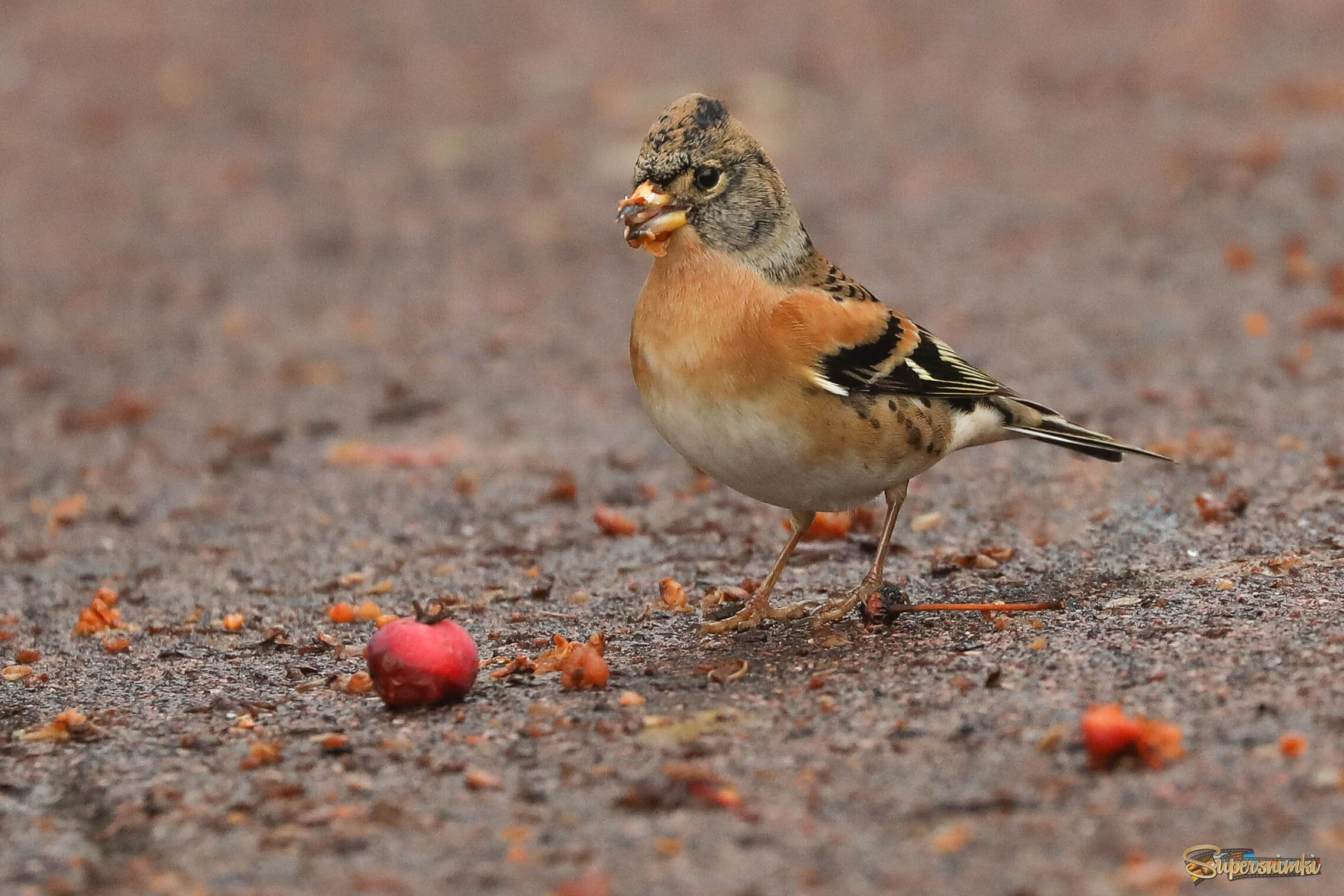 А я ягодку нашёл....