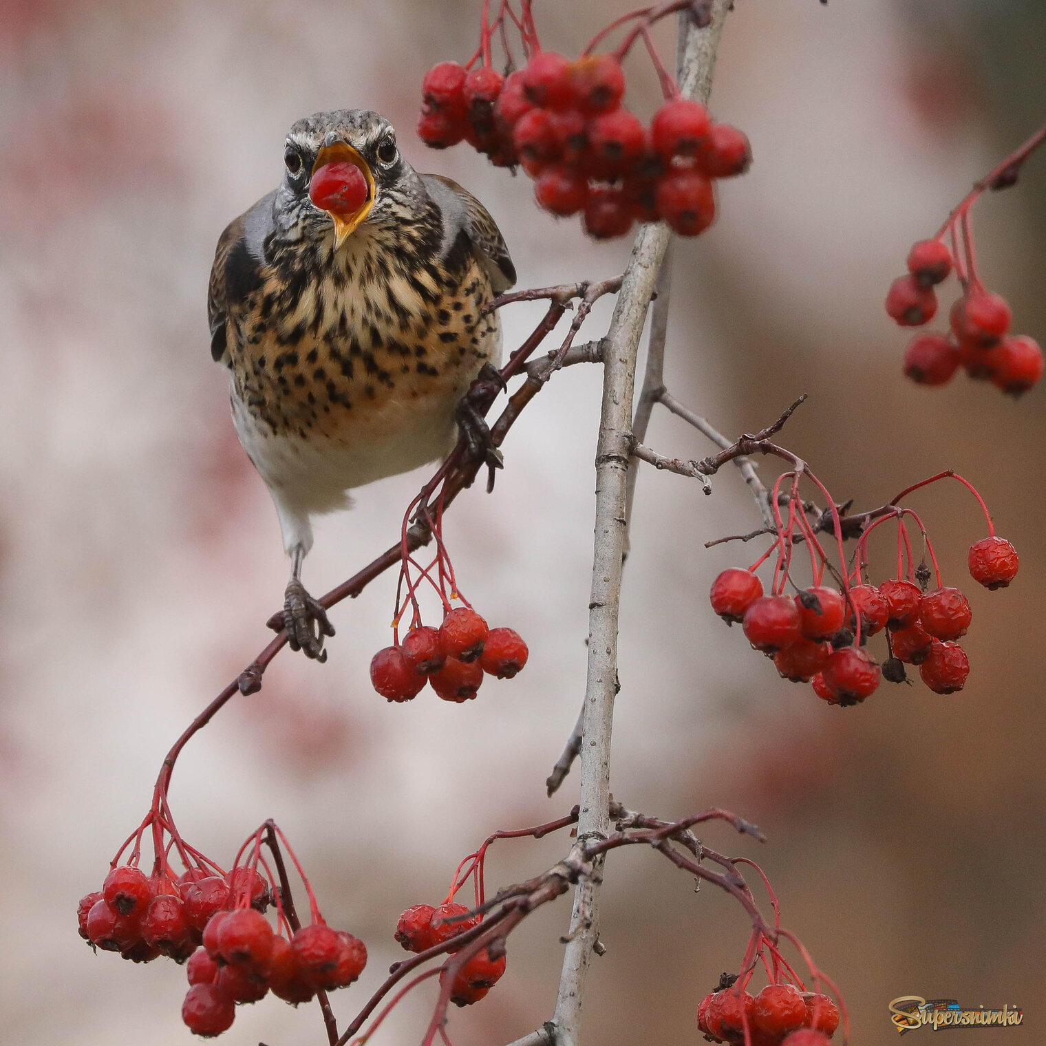 Главное не подавиться!