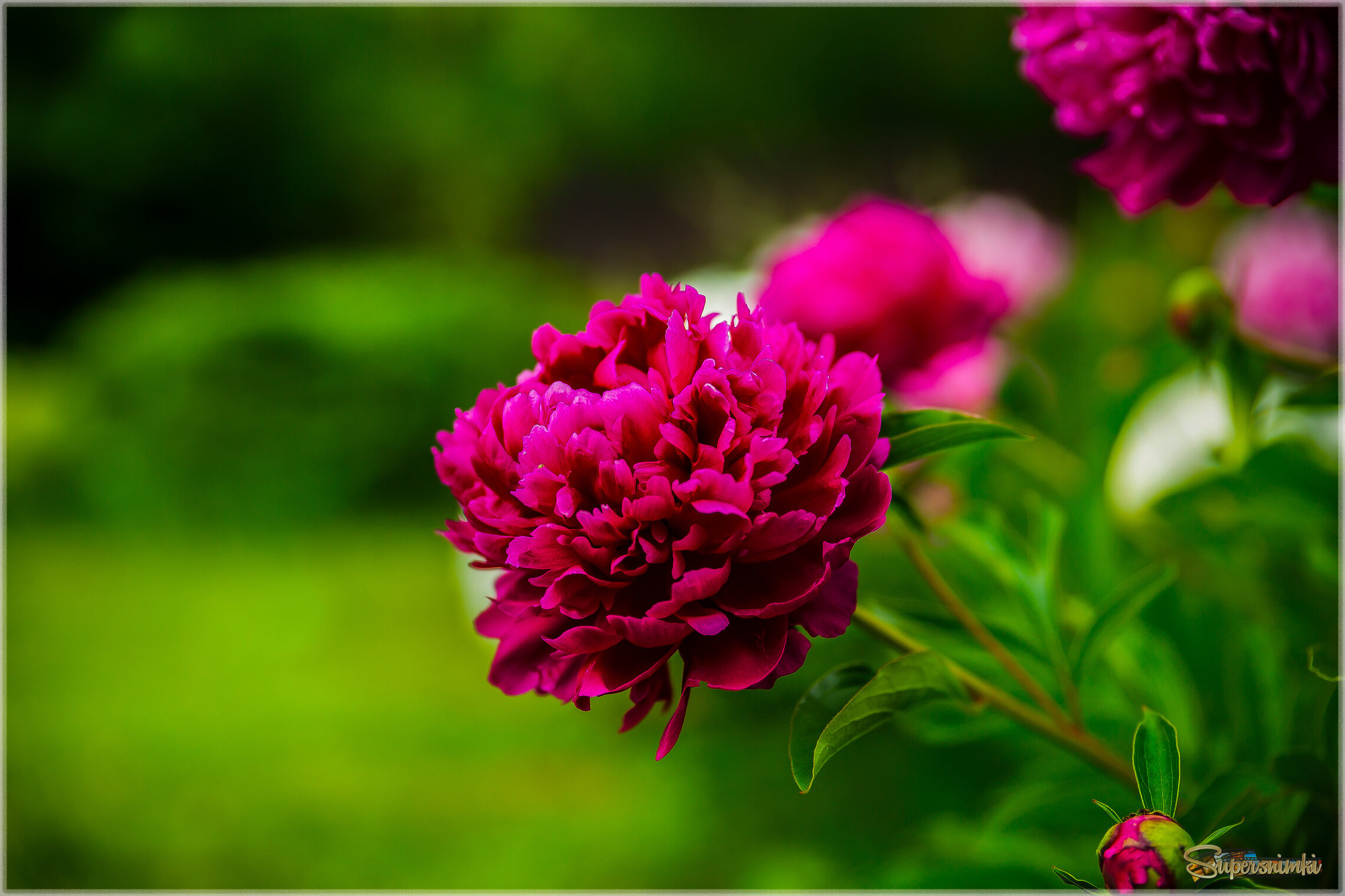 В расцвете сил