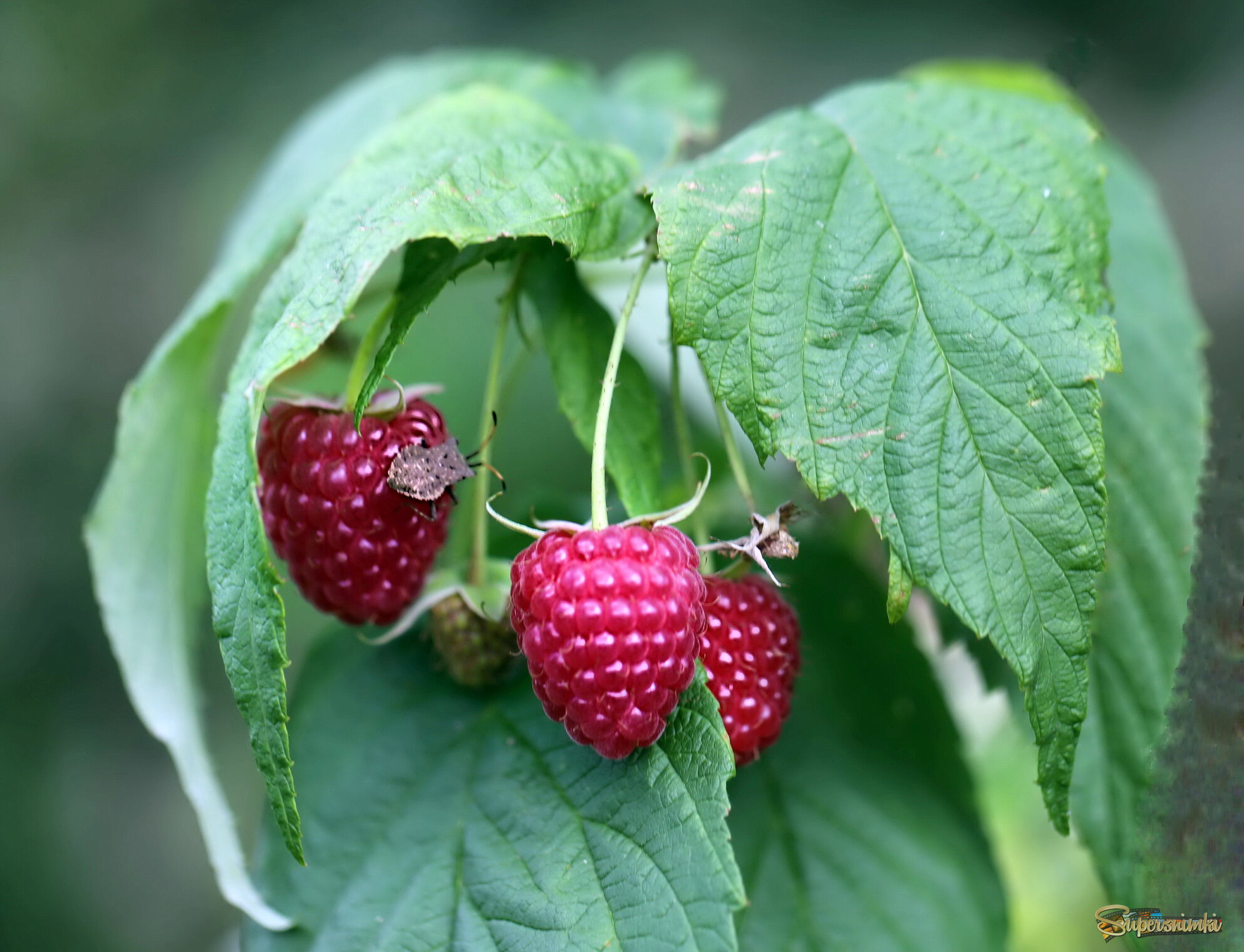 Малина, клопик