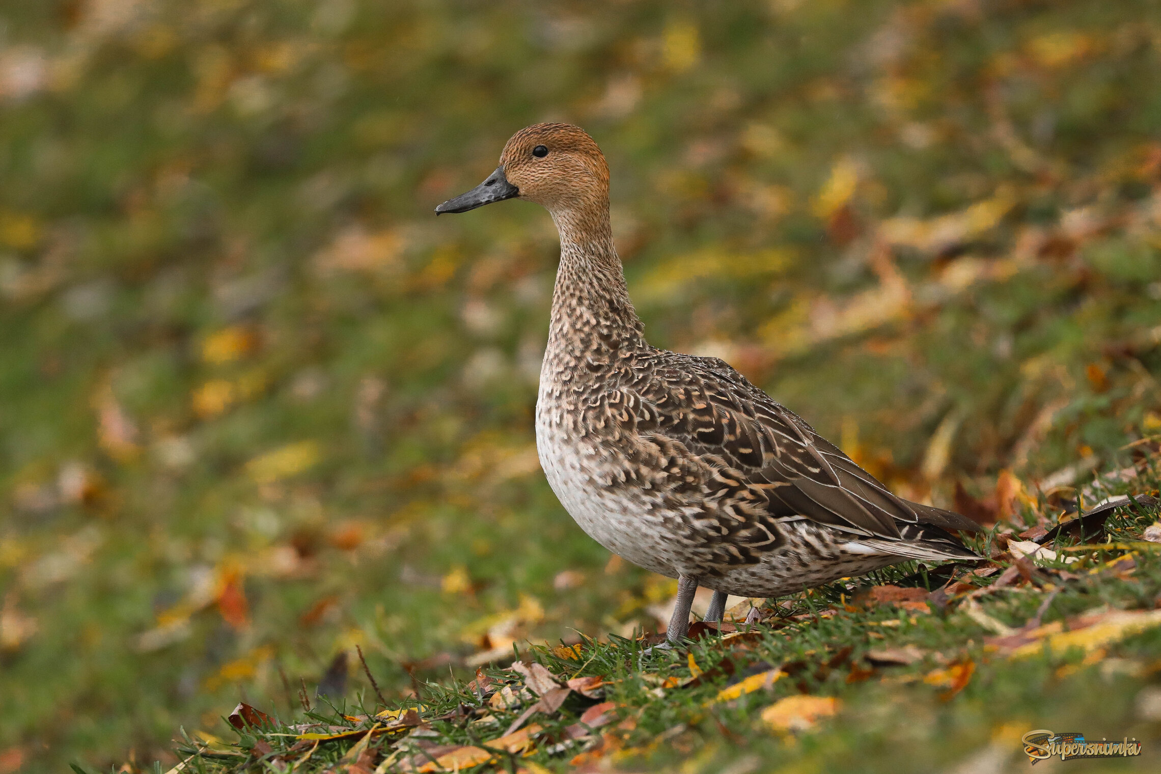 На фоне осени