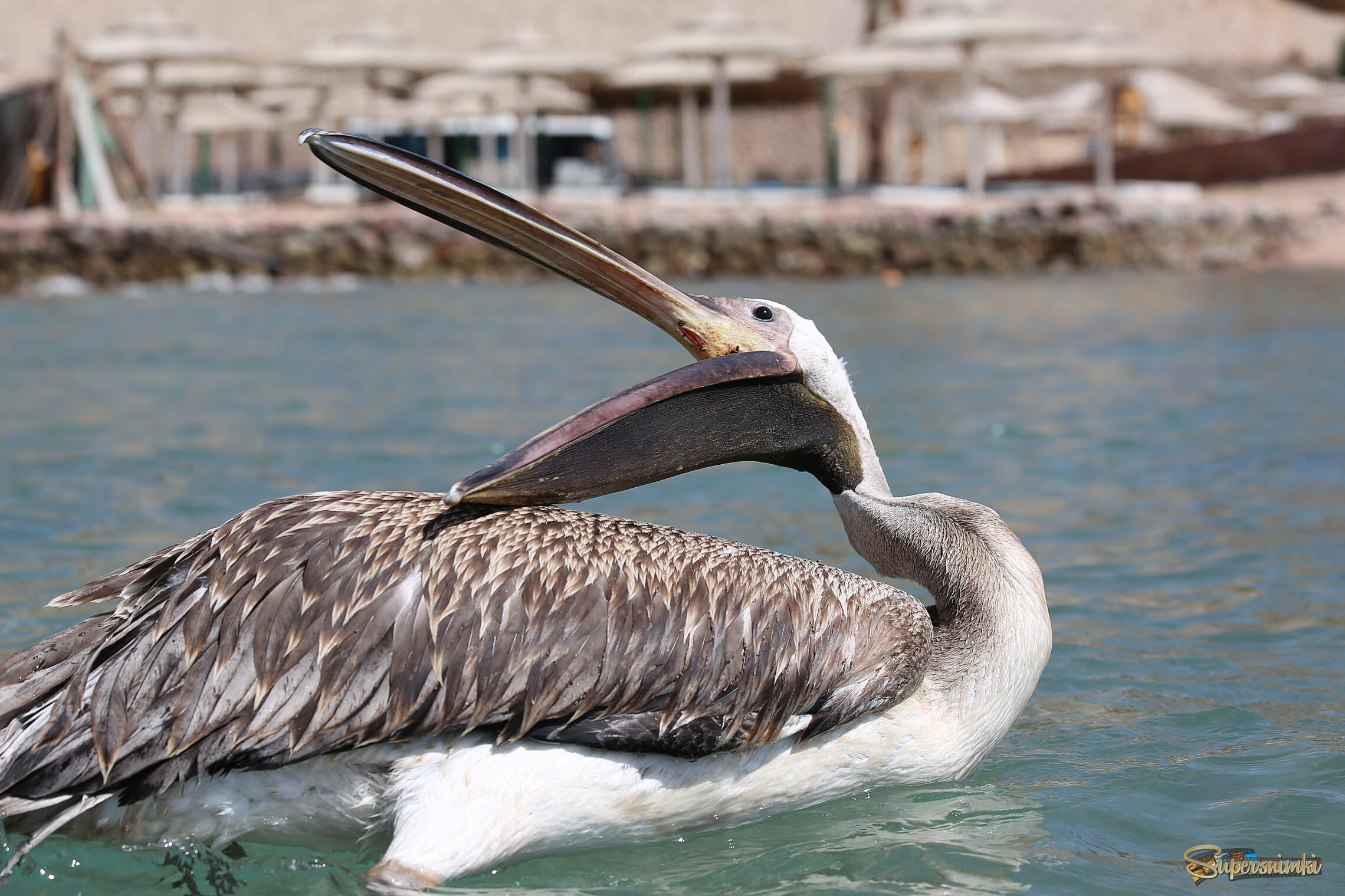 Взывая о помощи...