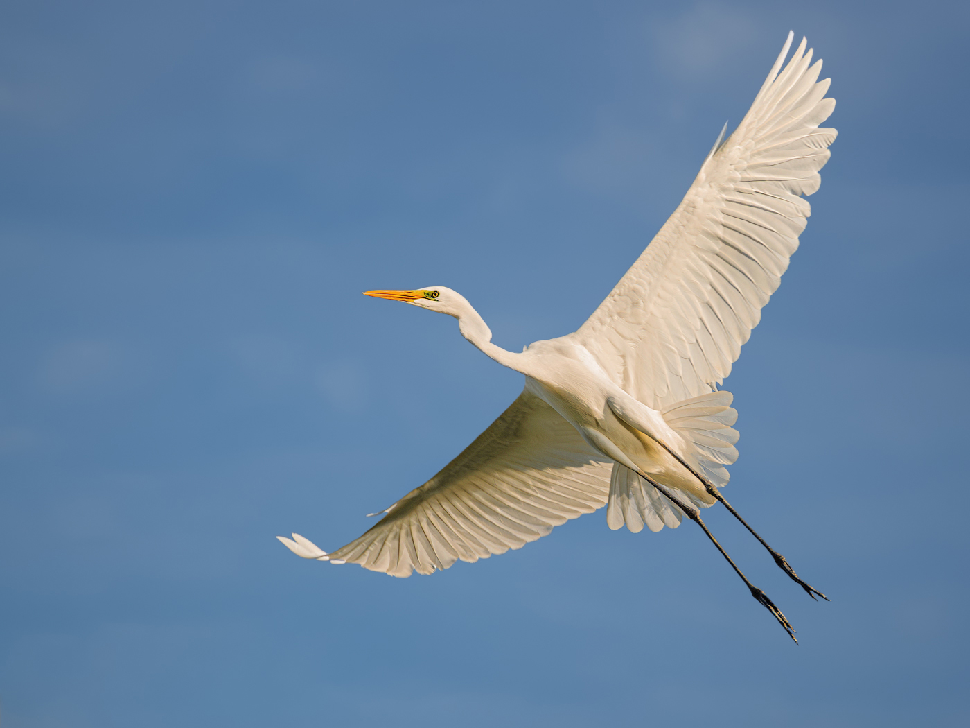 Полет белой цапли