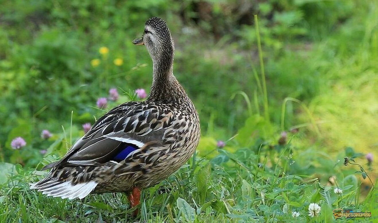 В раздумьях