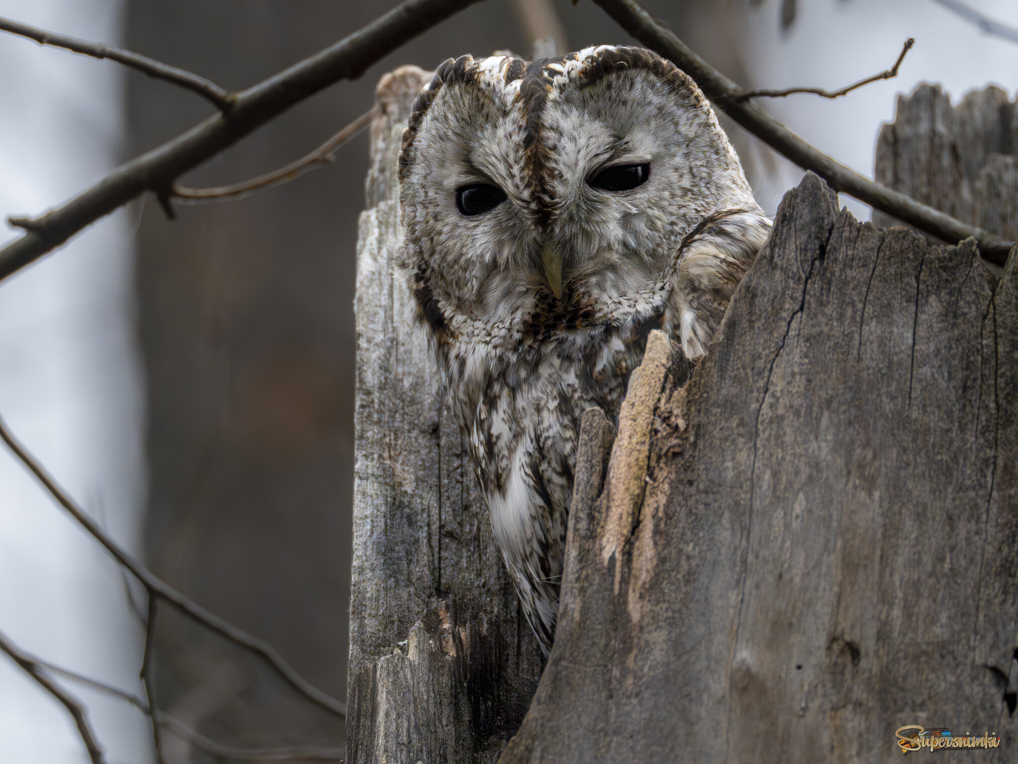 Серая неясыть