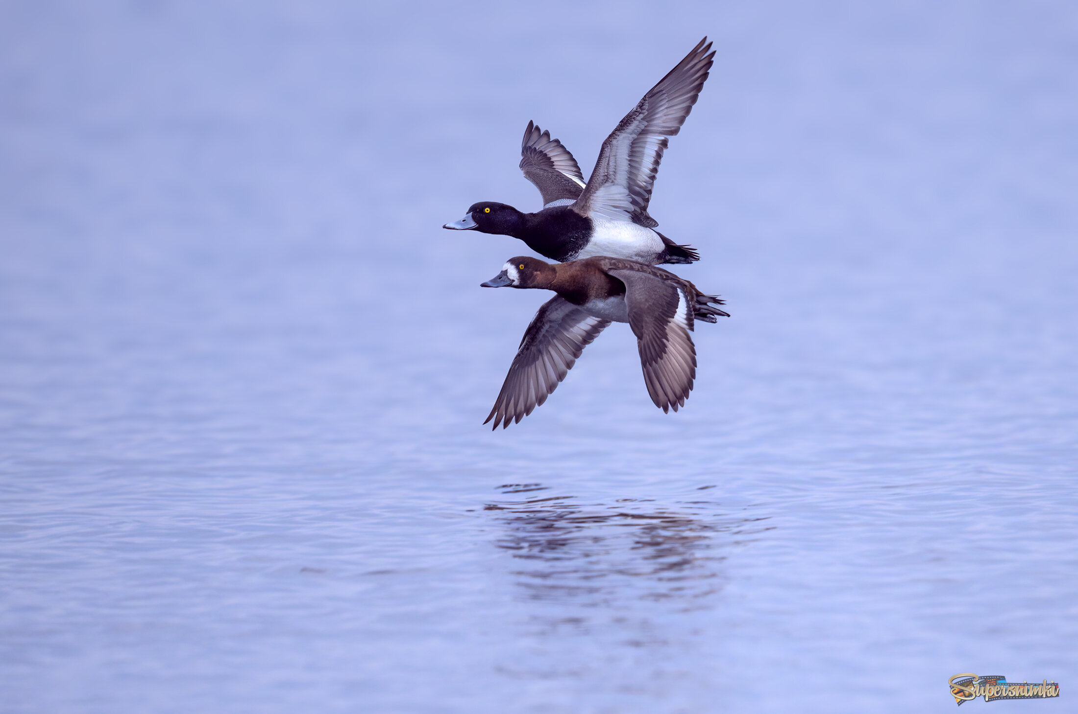 Mr. & Mrs. Lesser scaup