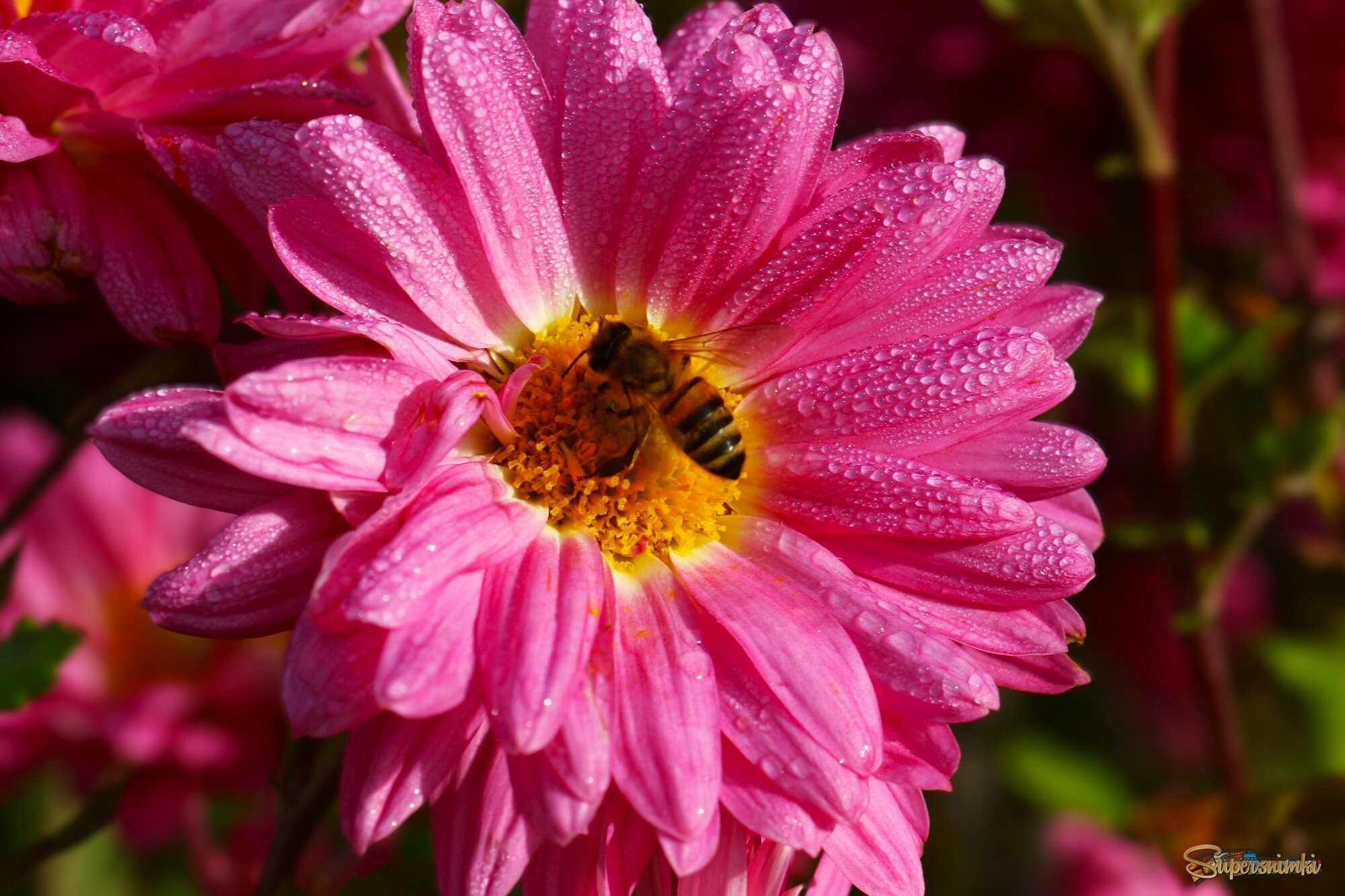  Яркое утро ноября