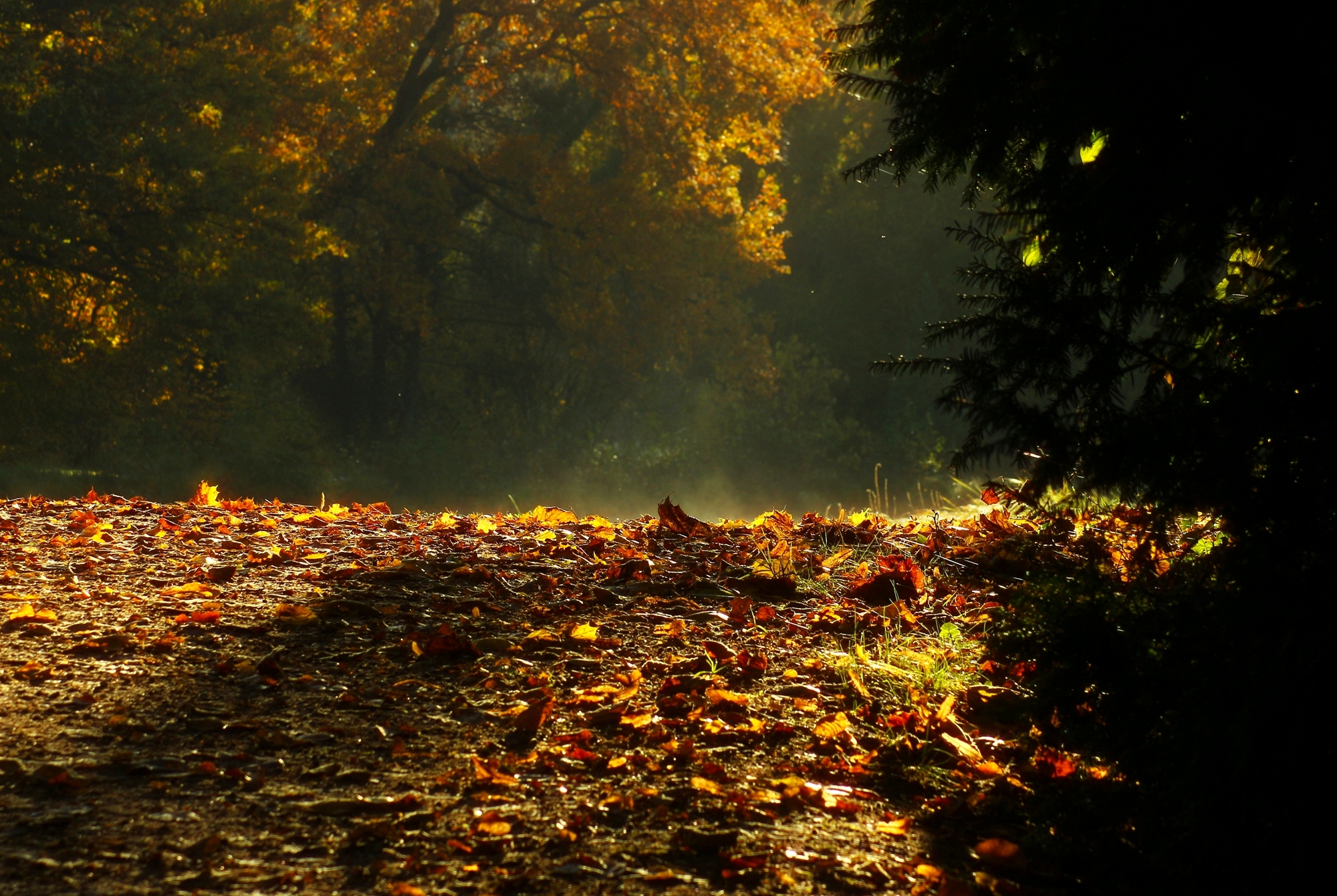 Утро в лесу