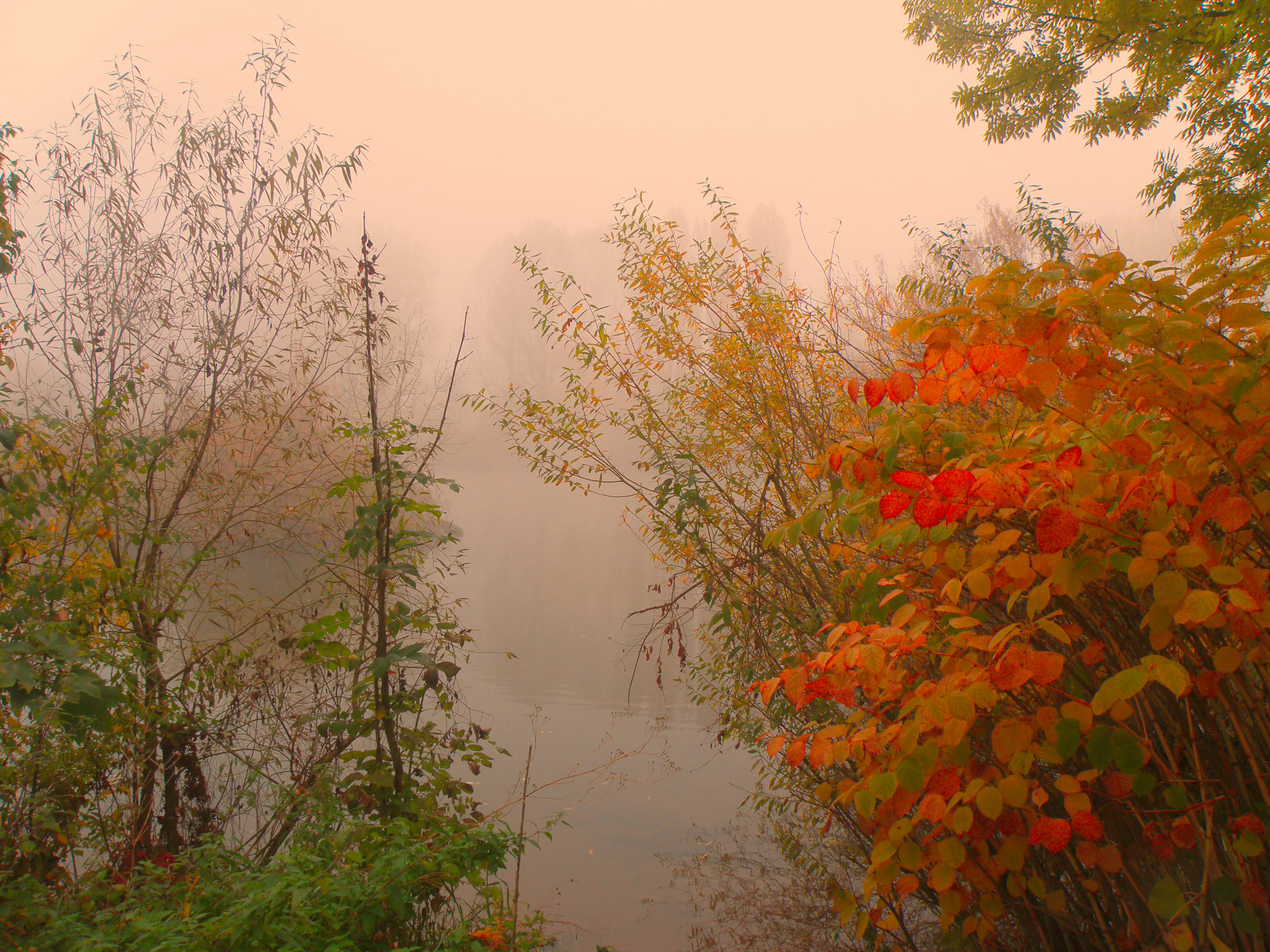 Туман у реки.