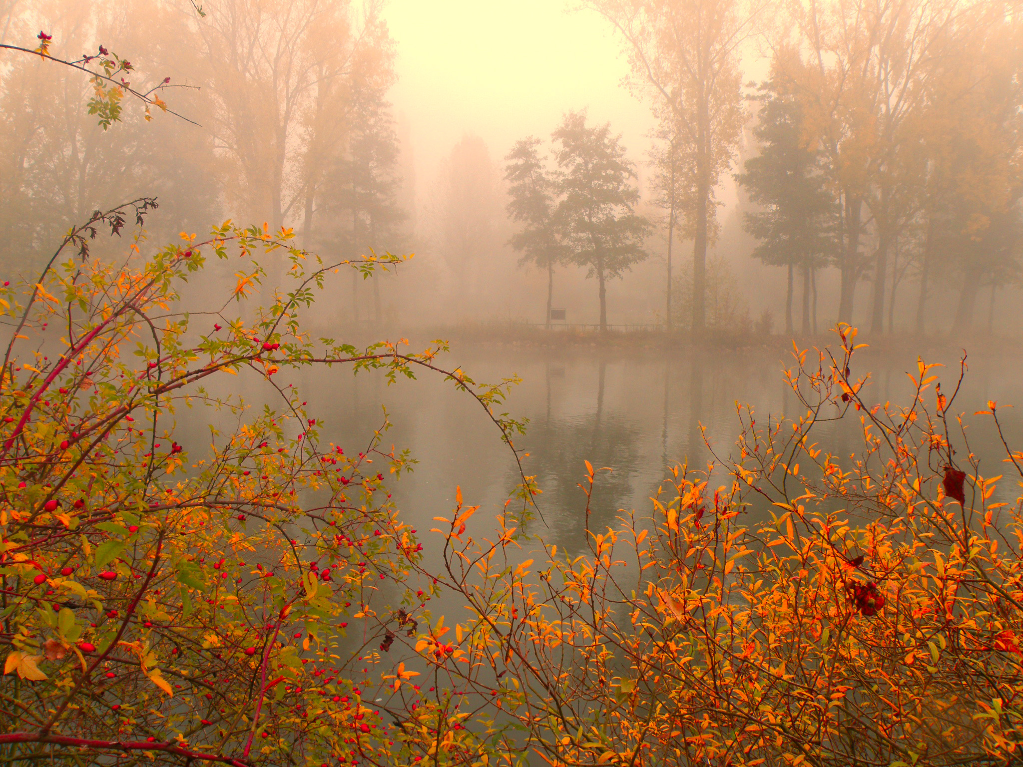 Туман у реки.
