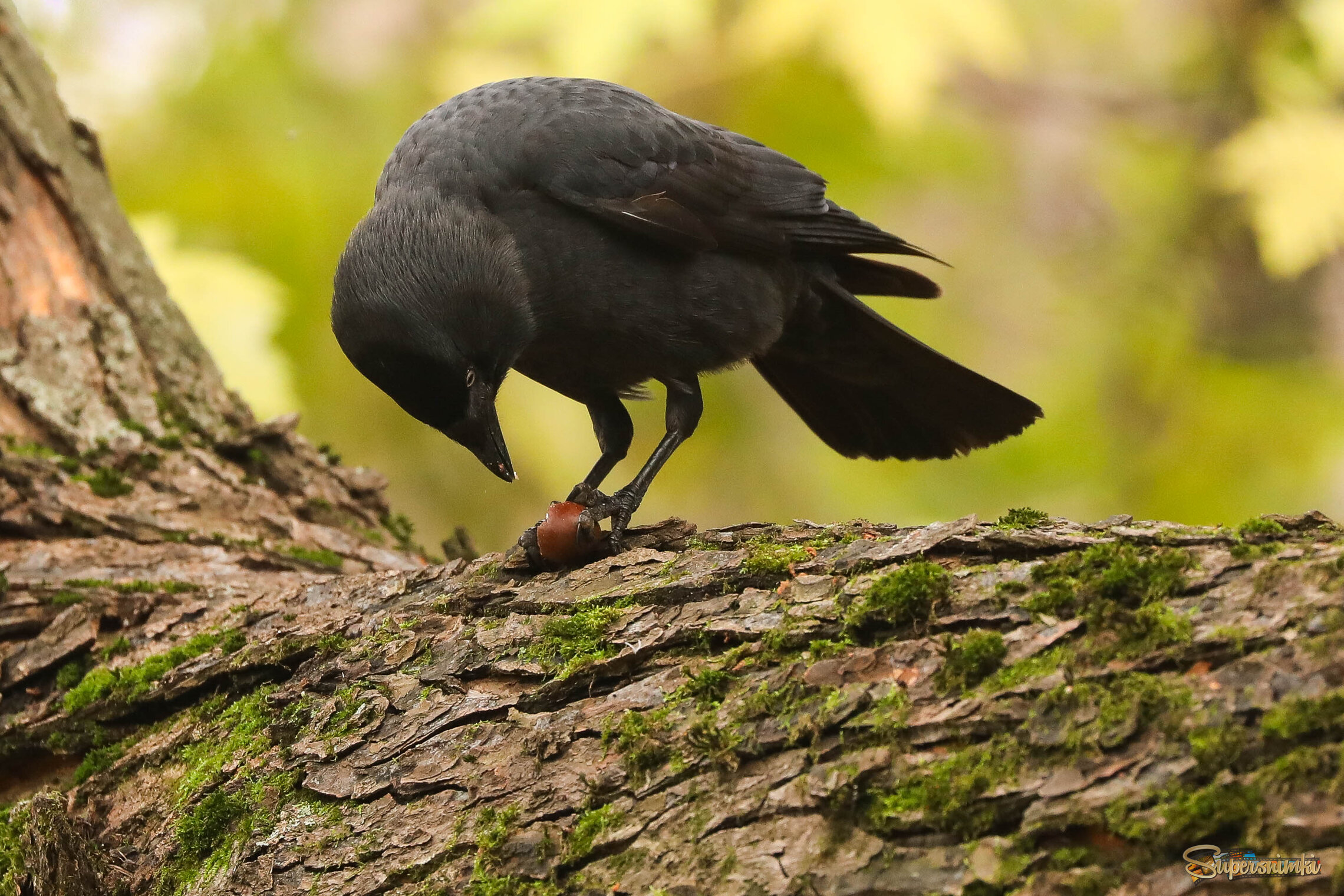 Галка и орех