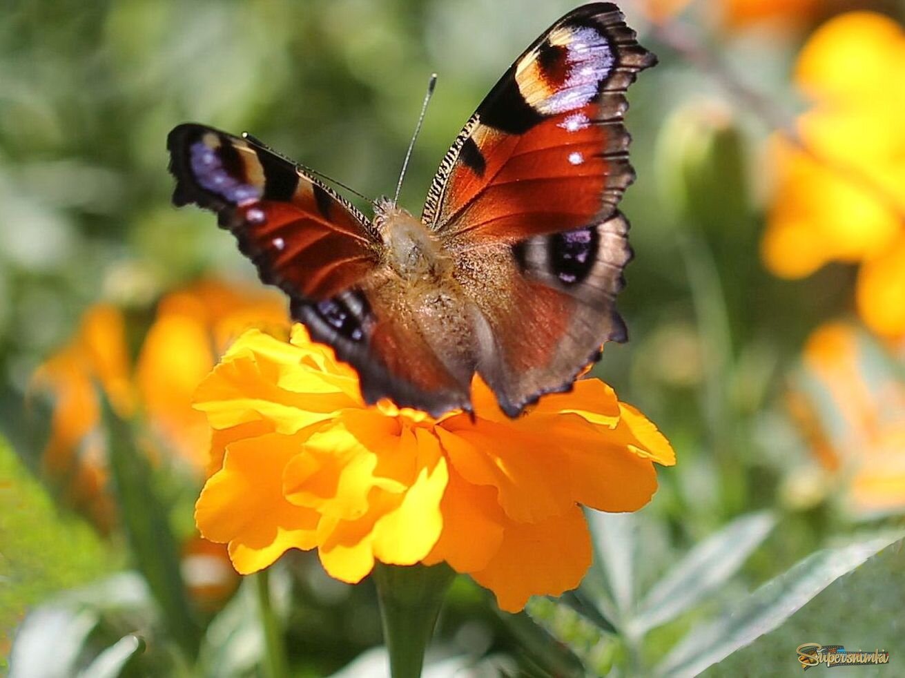 Павлиний глаз