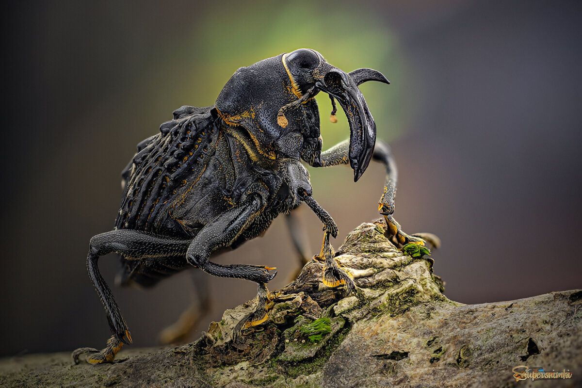 Cratosomus vaginalis