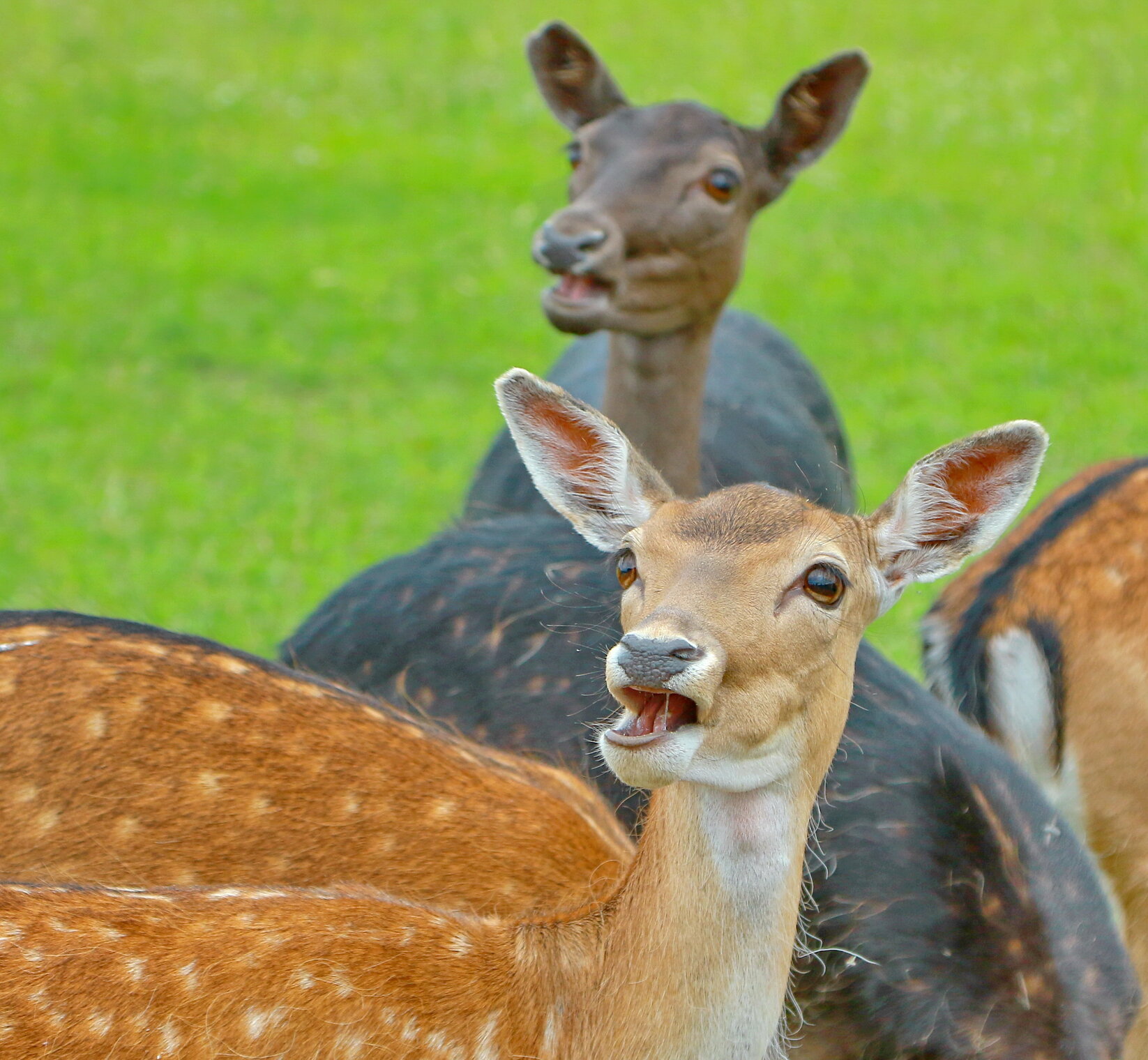 удивление...
