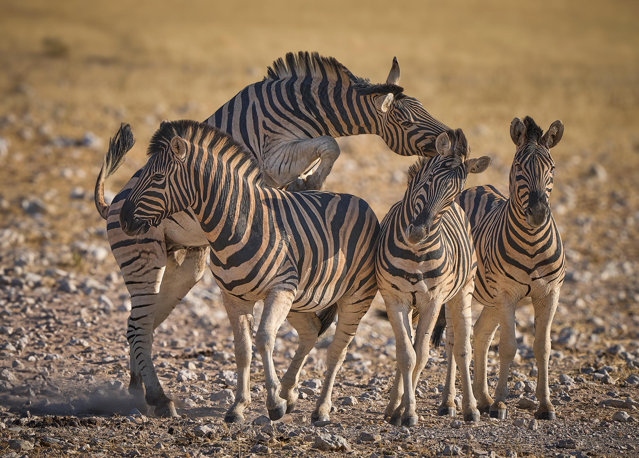 Намибийские истории...