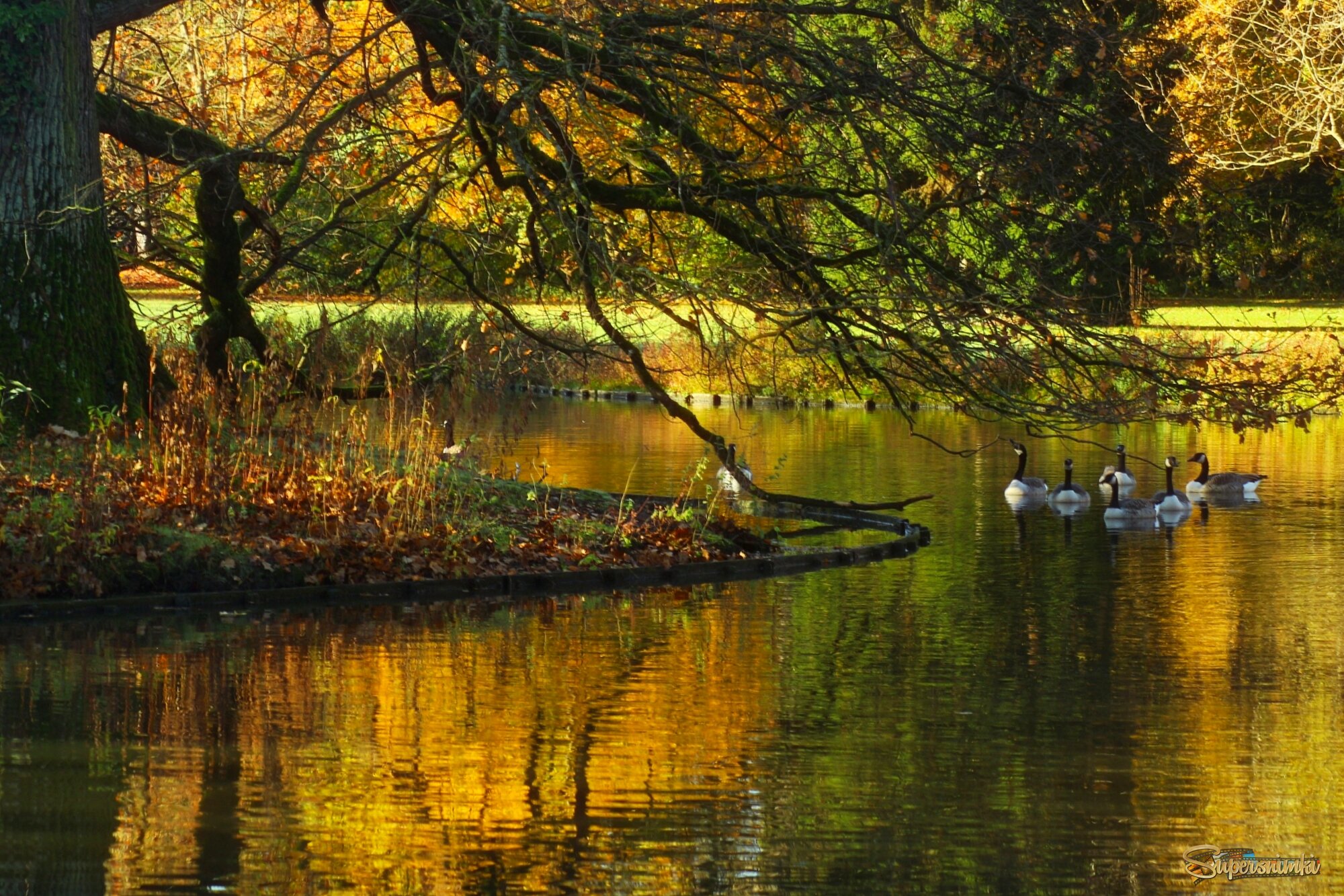 Утро на пруду