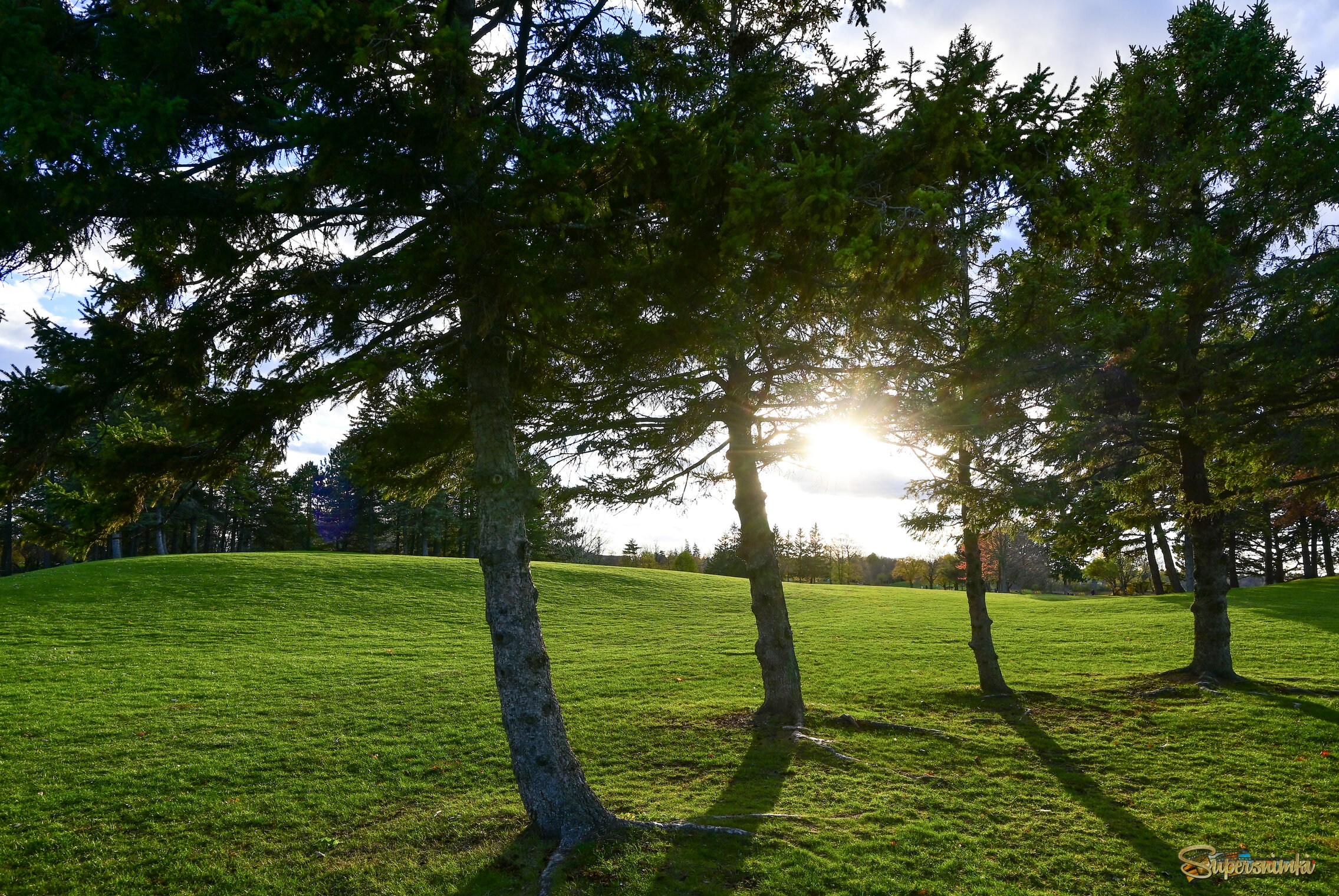 Средь сосёнок